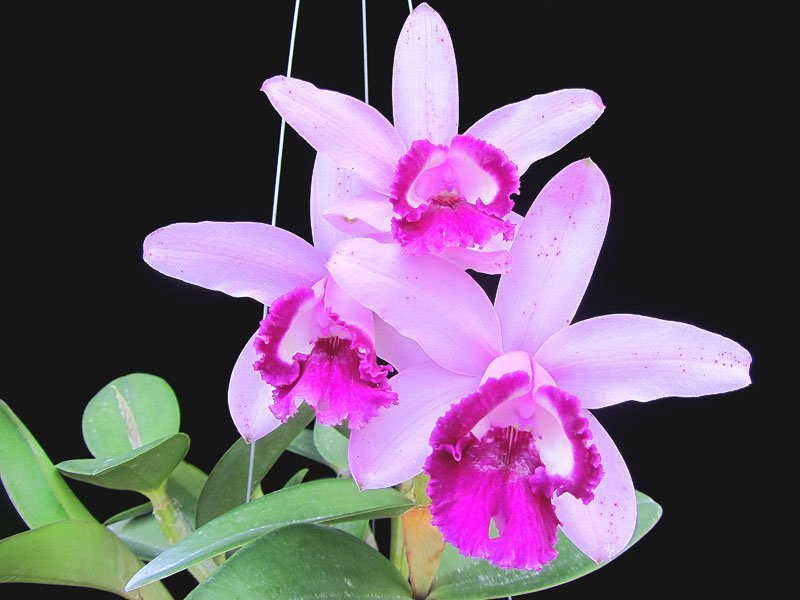 Cattleya intermedia var. orlata "Rio"