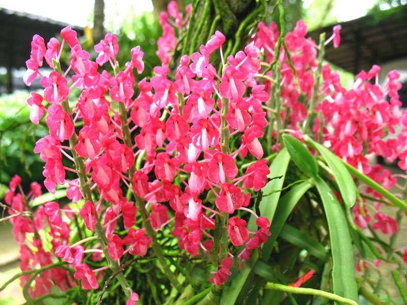 Dyakia hendersoniana