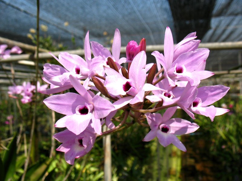 Laelia rubescens "Big Plant"