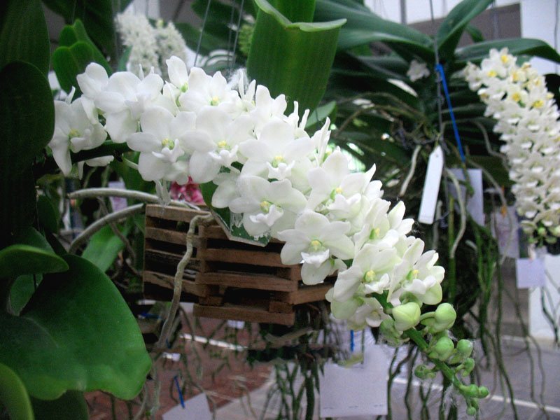 Rhynchostylis gigantea alba "Big"
