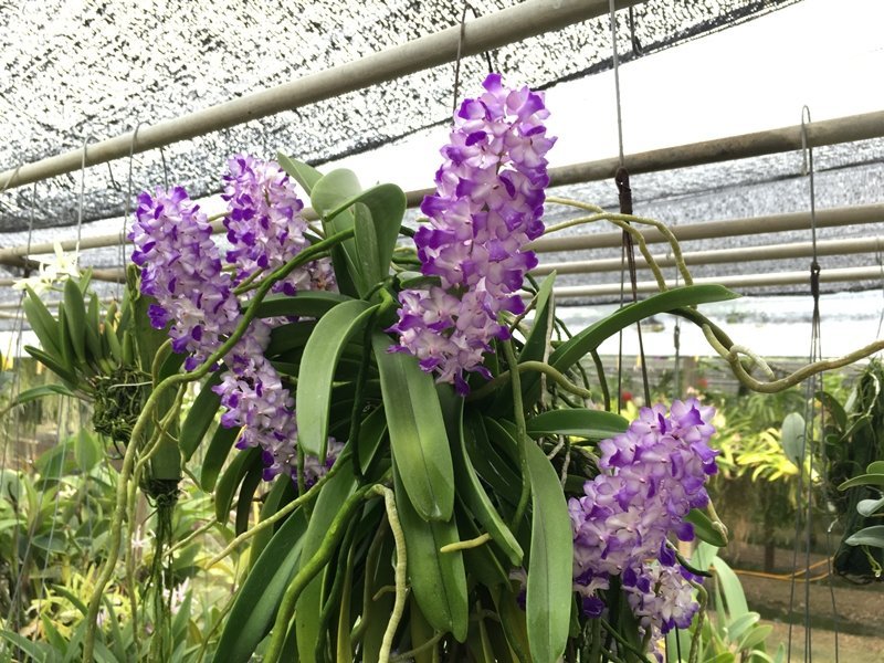 Rhynchostylis coelestis "Blue" "Big XXXL"