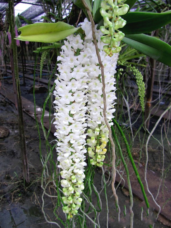 Rhynchostylis retusa var. alba