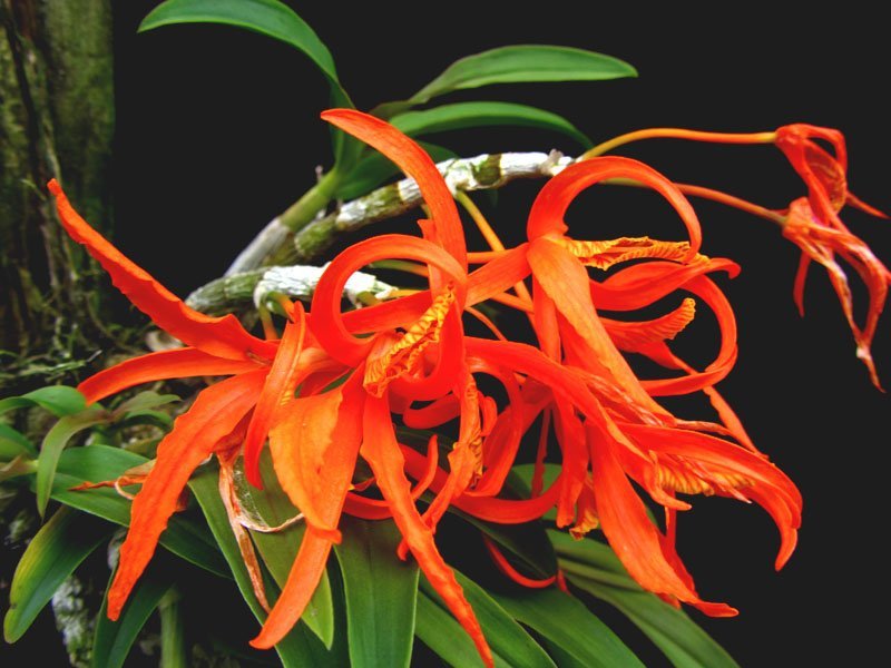 Dendrobium lamyaiae (Small Plant)