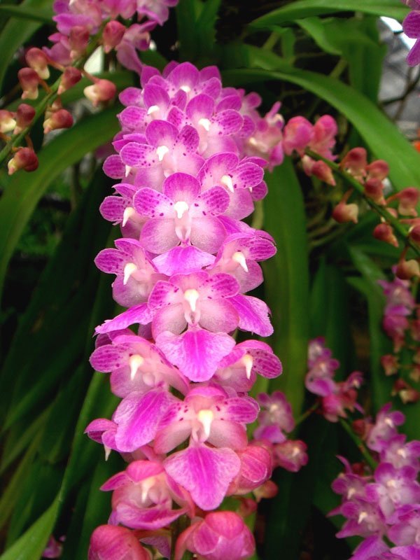 Aerides rosea " XL Big Plant"