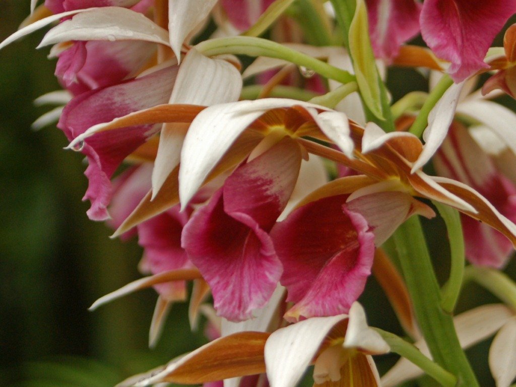 Phaius tankervilleae "Purple"
