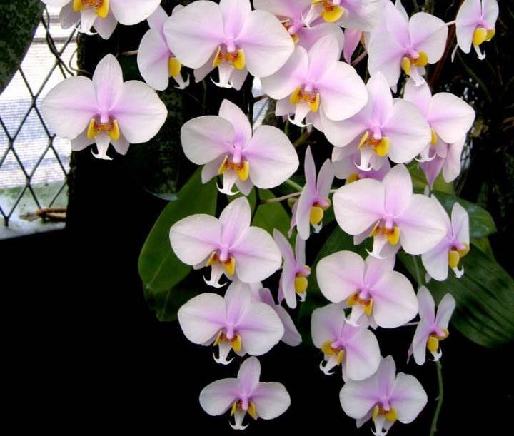 Phalaenopsis schilleriana x Phal. philippinensis