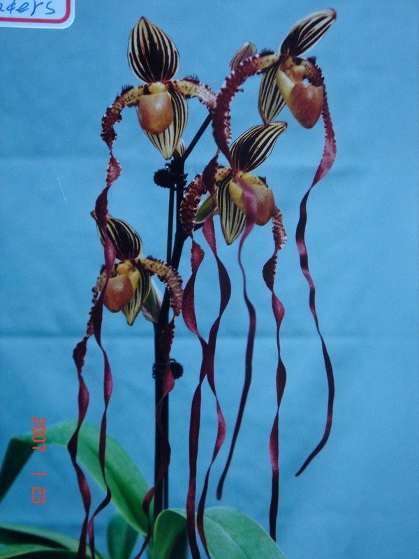 Paphiopedilum Michael Koopowitz "Big"