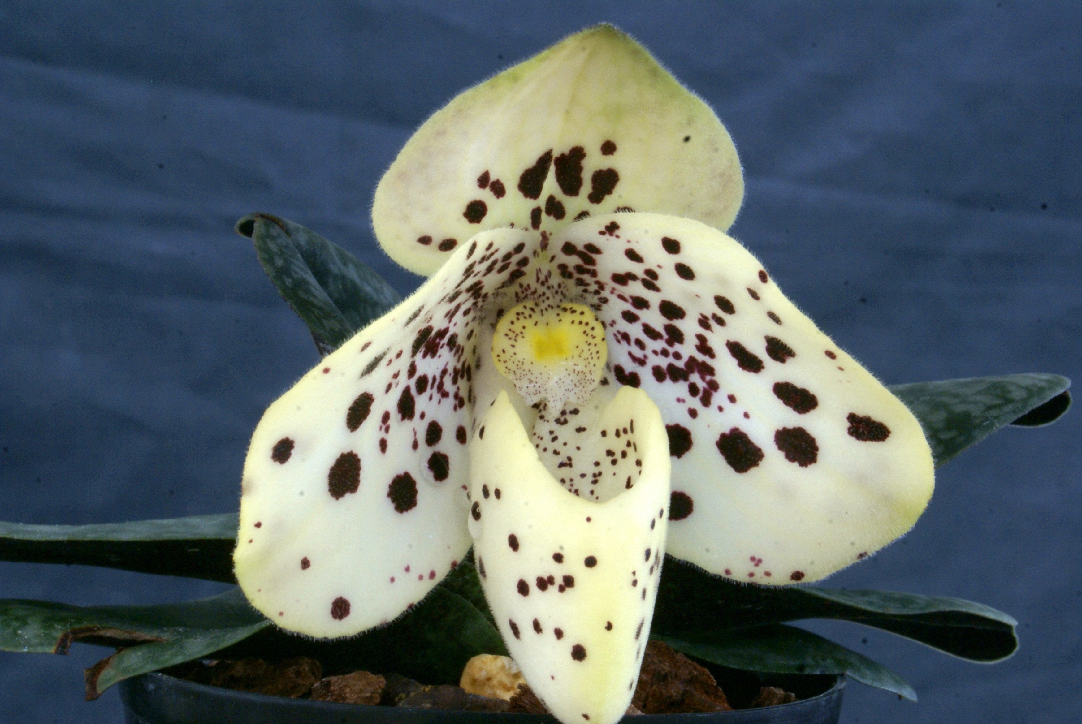 Paphiopedilum wenshanense