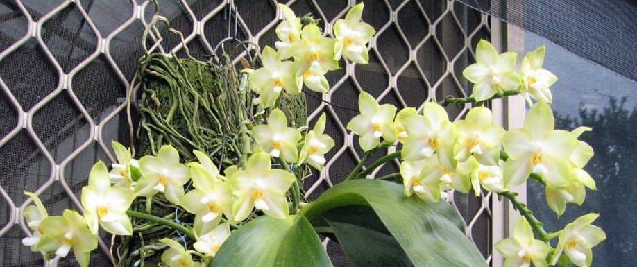 Phalaenopsis Yungho Gelb Canary