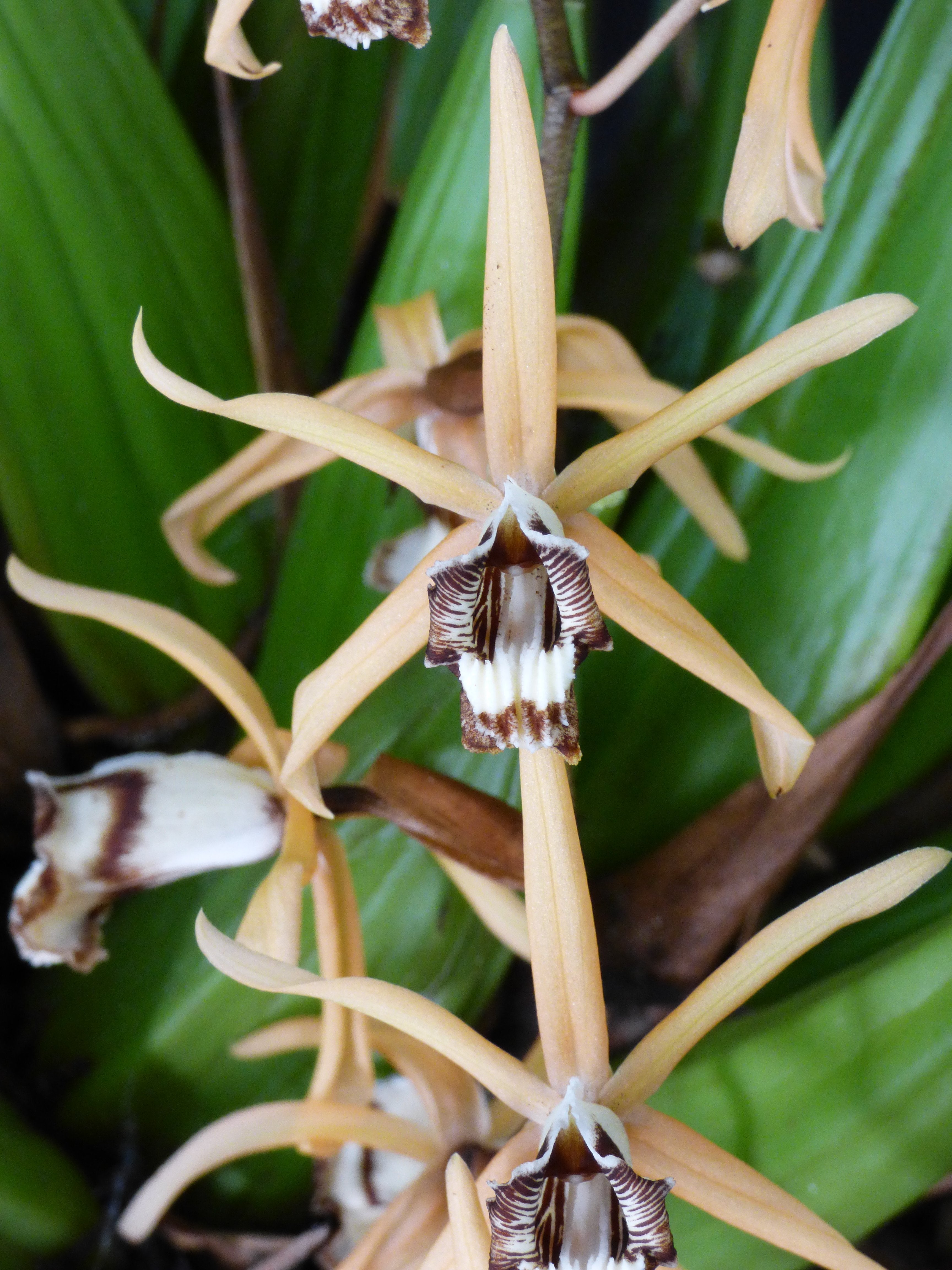 Coelogyne dayana