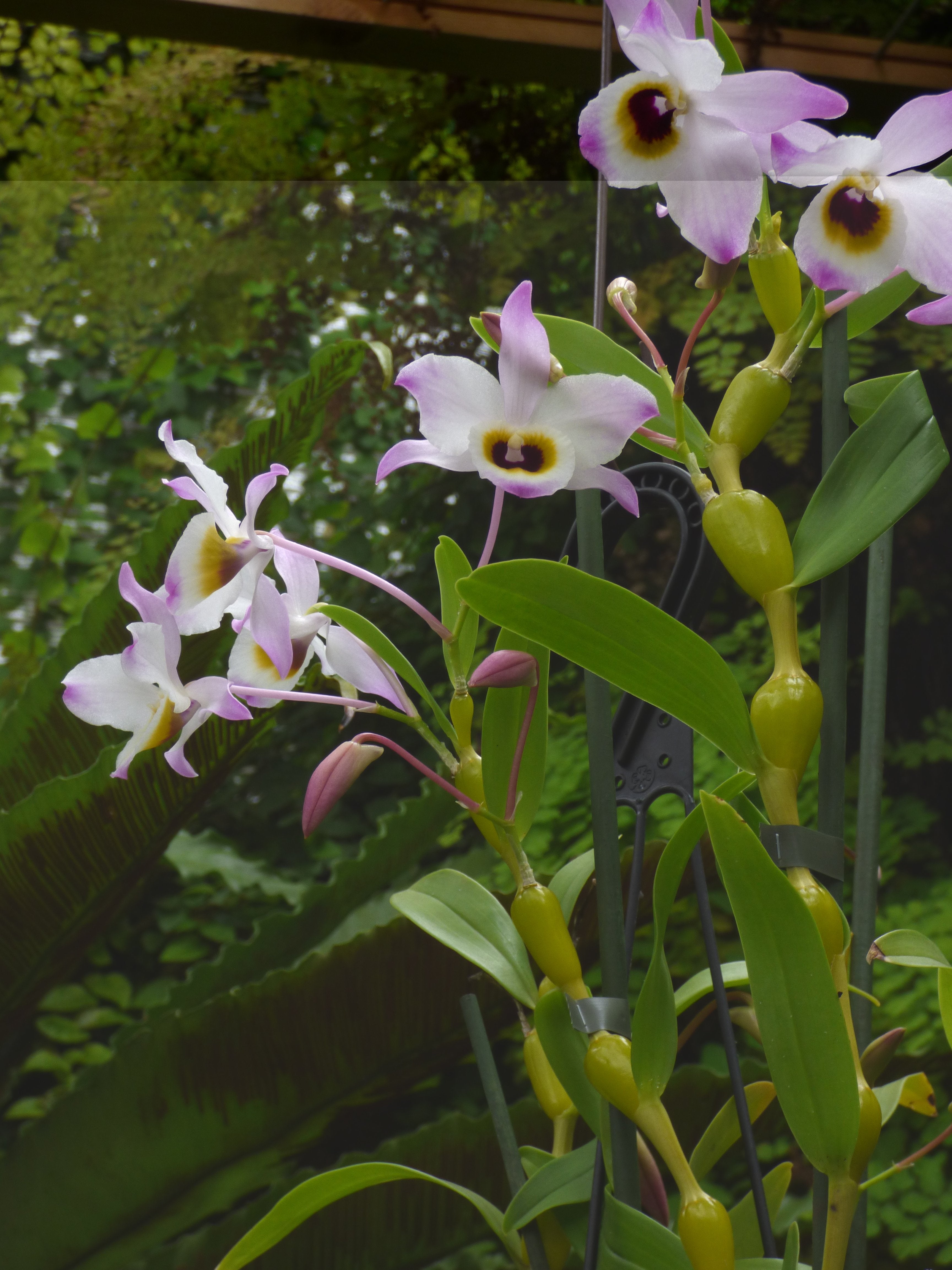 Dendrobium findlayanum