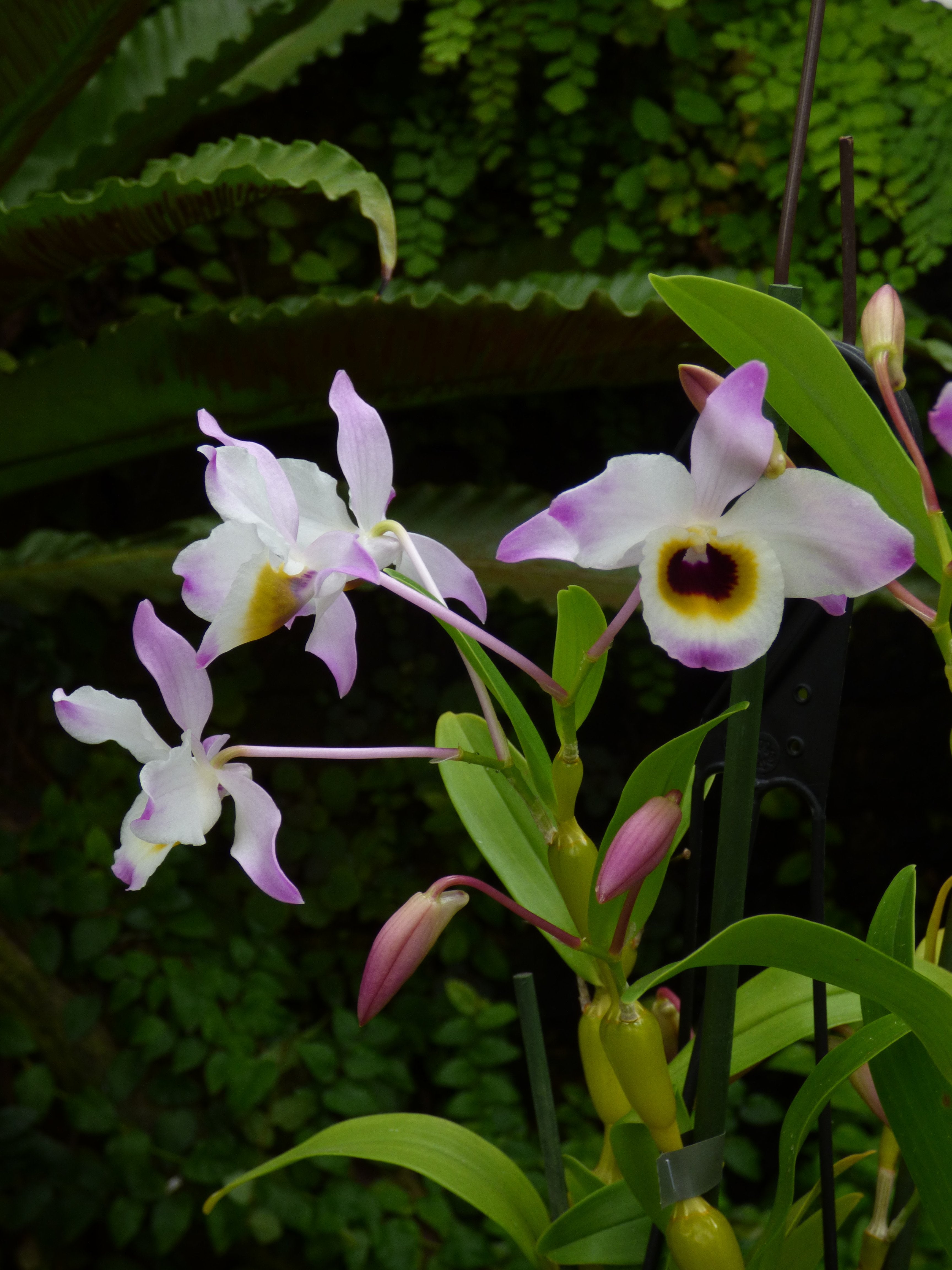 Dendrobium findlayanum