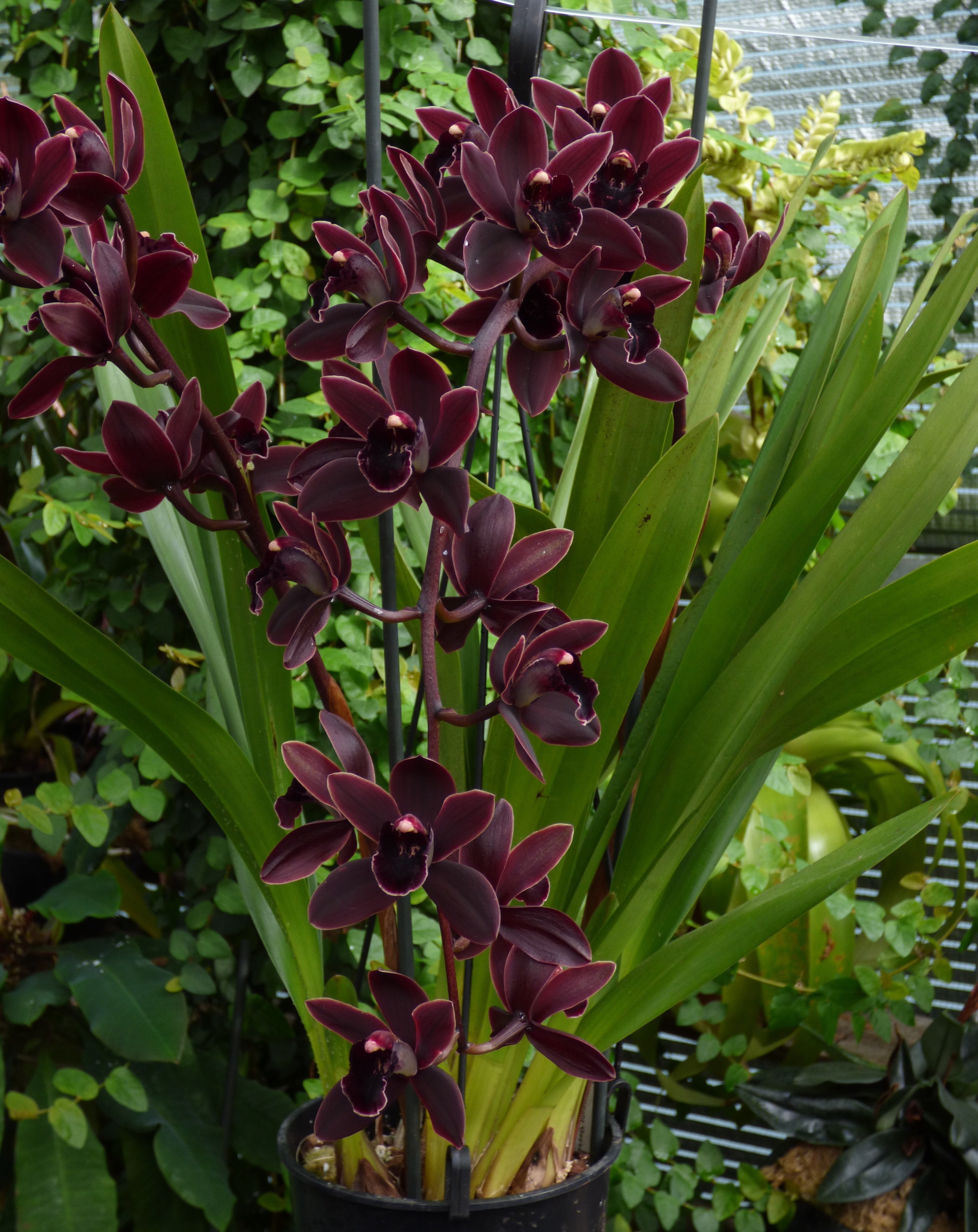 Cymbidium Cali Nacht "Geyserland"