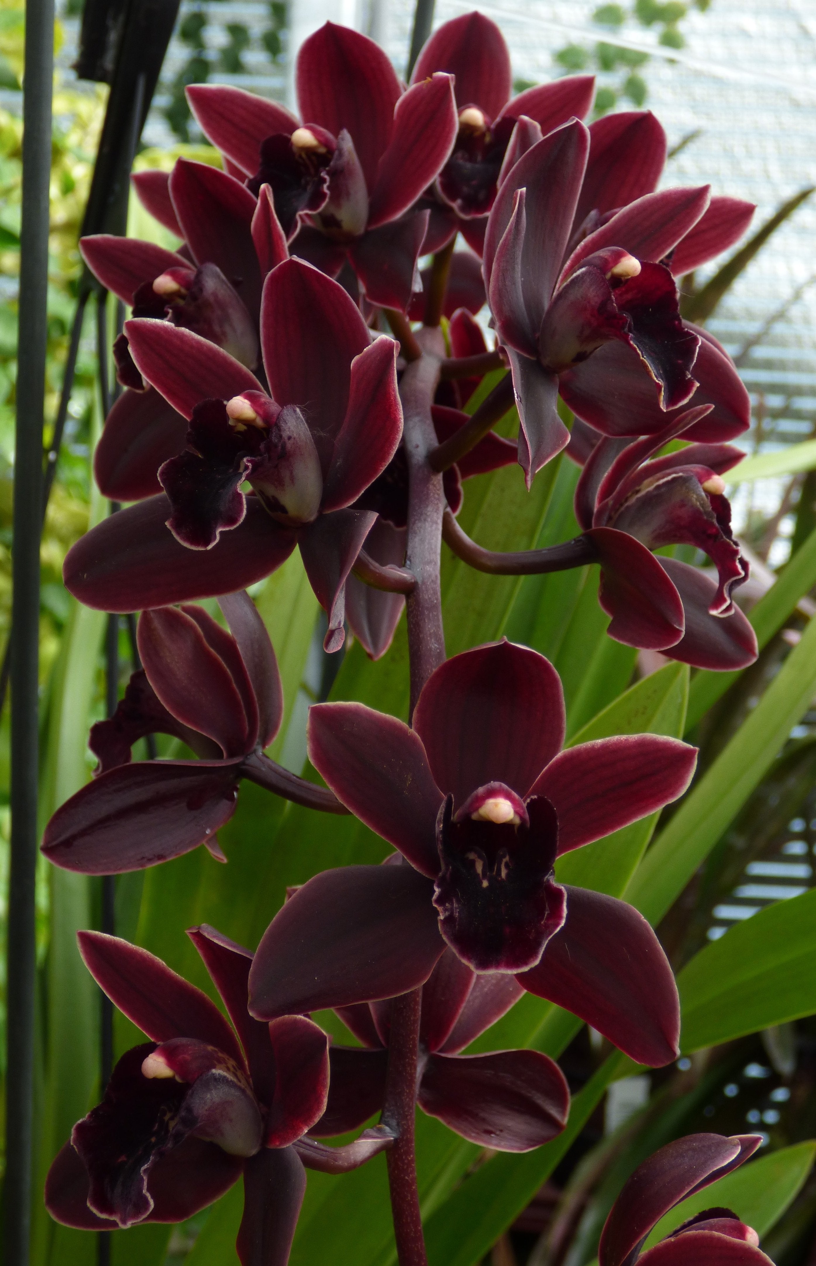Cymbidium Cali Nacht "Geyserland"