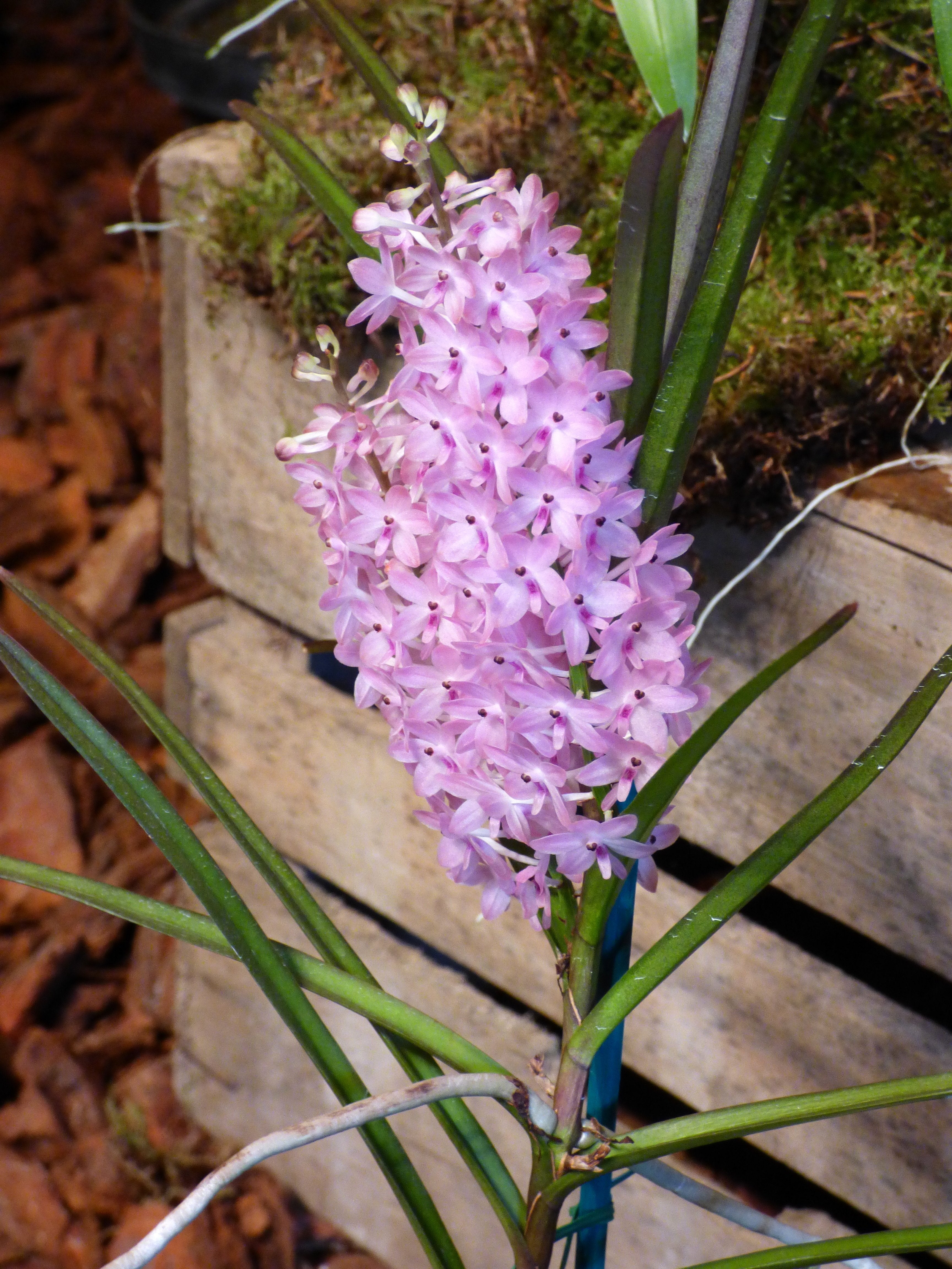 Ascocentrum christensonianum "XXL Groß pflanze"