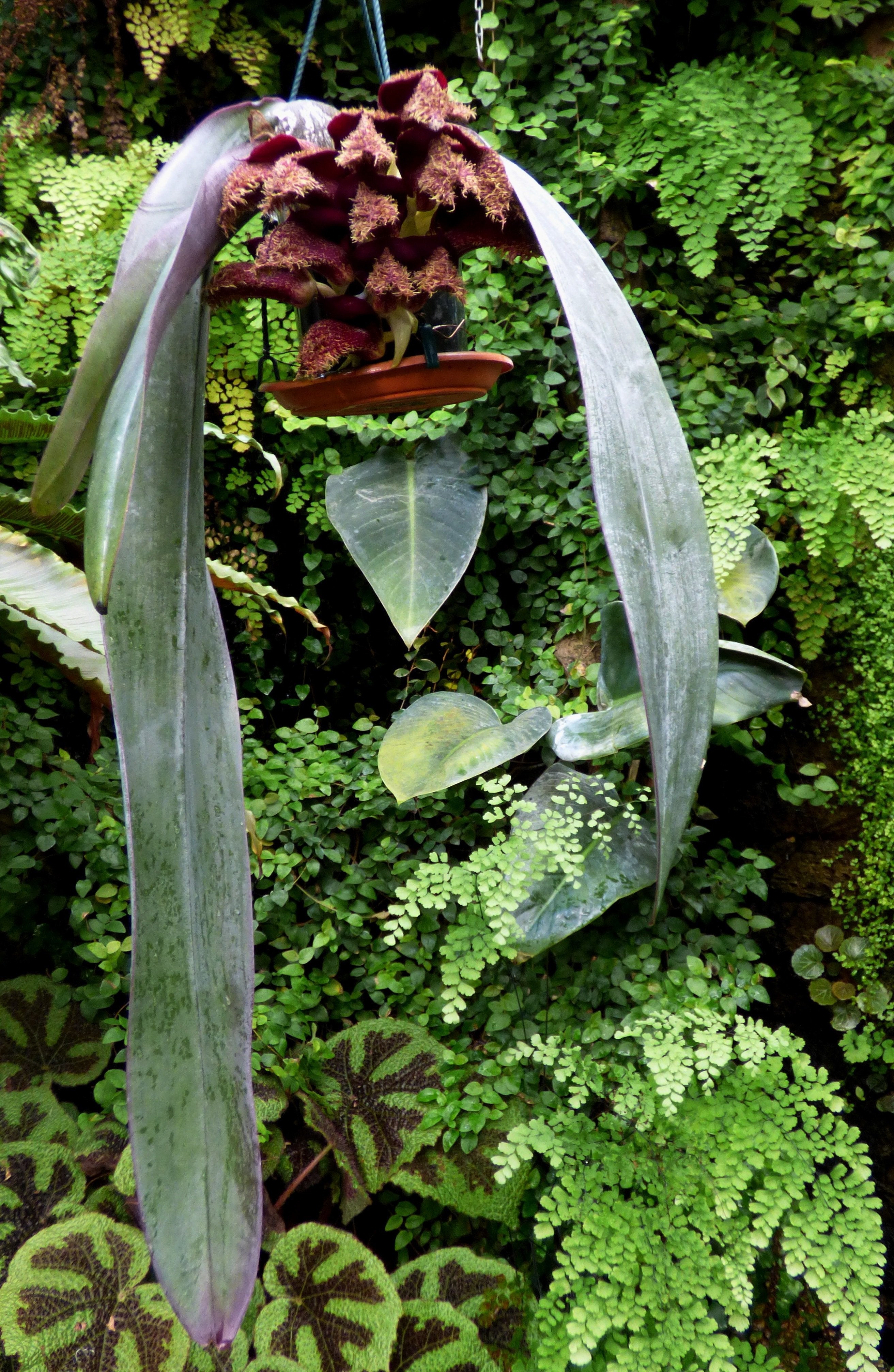 Bulbophyllum phalaenopsis