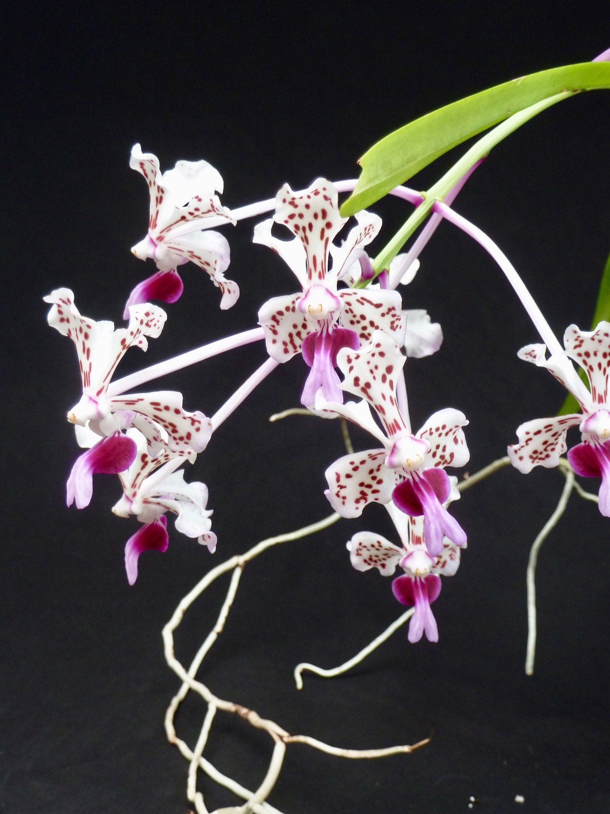 Vanda tricolor var. suavis "Big XXL''