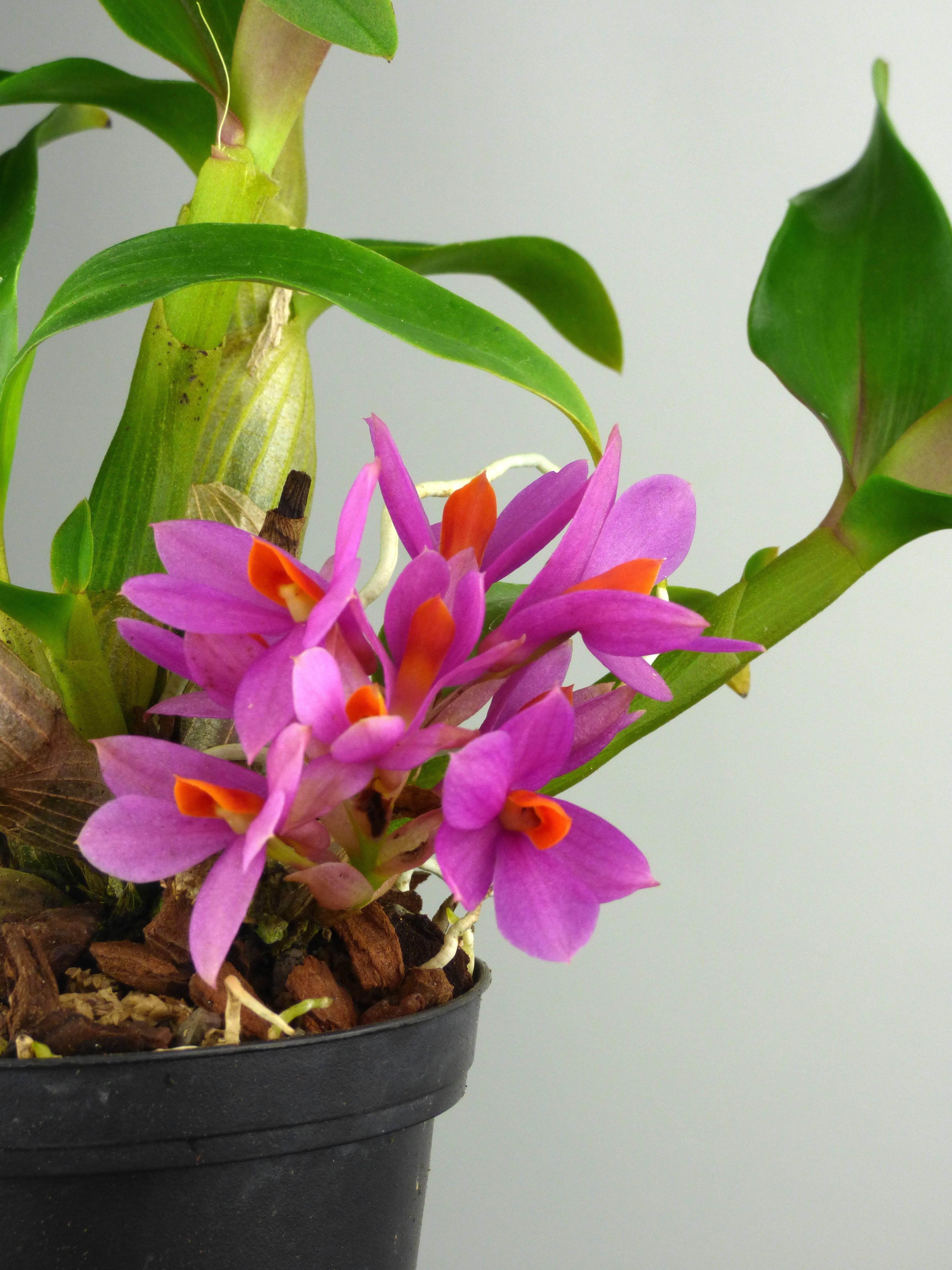 Dendrobium laevifolium "Pink-Sensation"