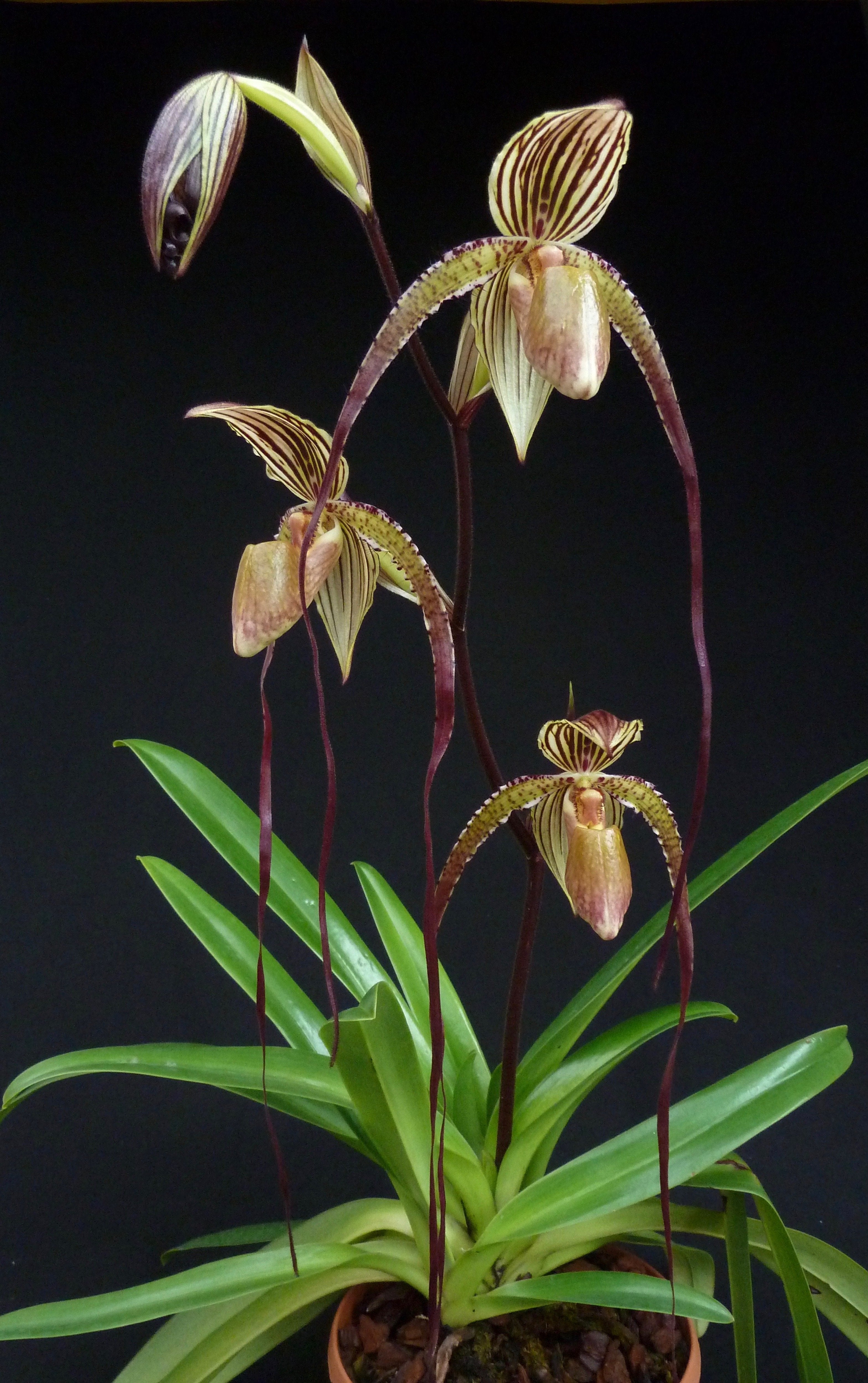 Paphiopedilum Prince Edward of York (rothschildianum 'Dark Star' x sanderianum 'Lady in Red') "Big"