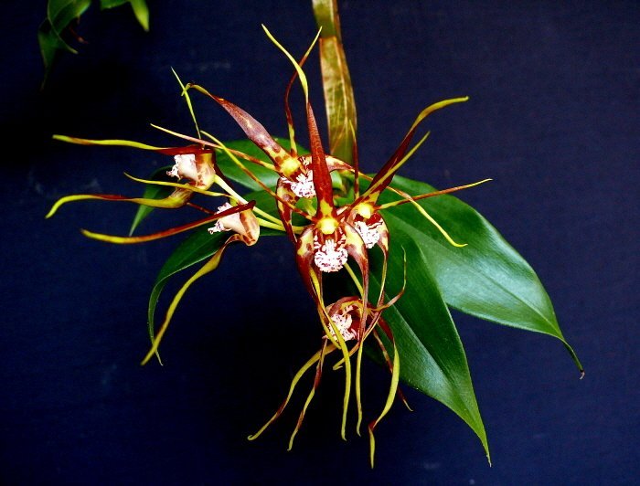Dendrobium tetragonum