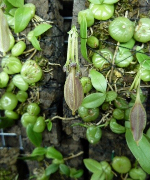 Bulbophyllum Physometrum