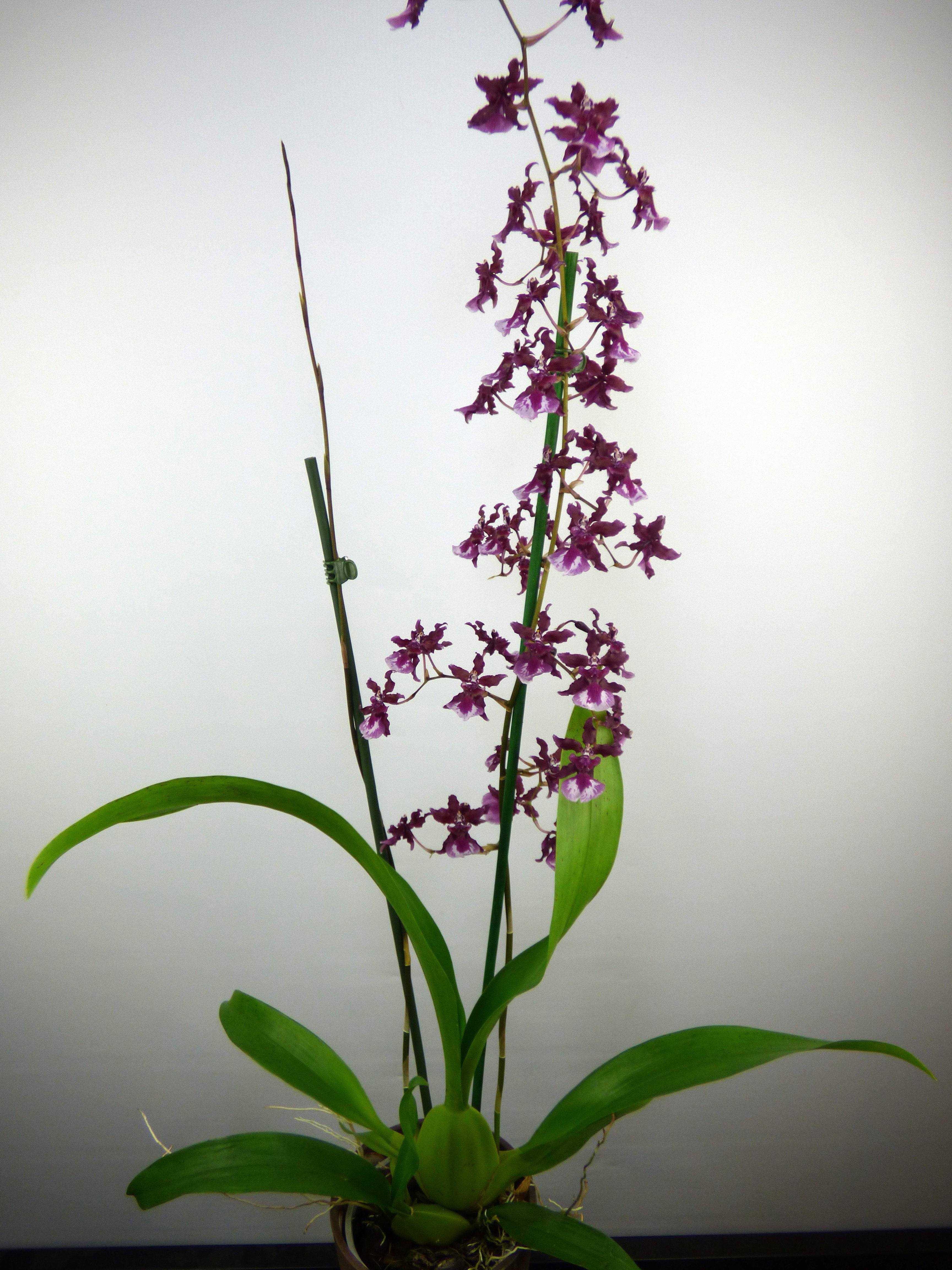 Oncidium Sharry Baby "Süßer Wohlgeruch" AM/AOS