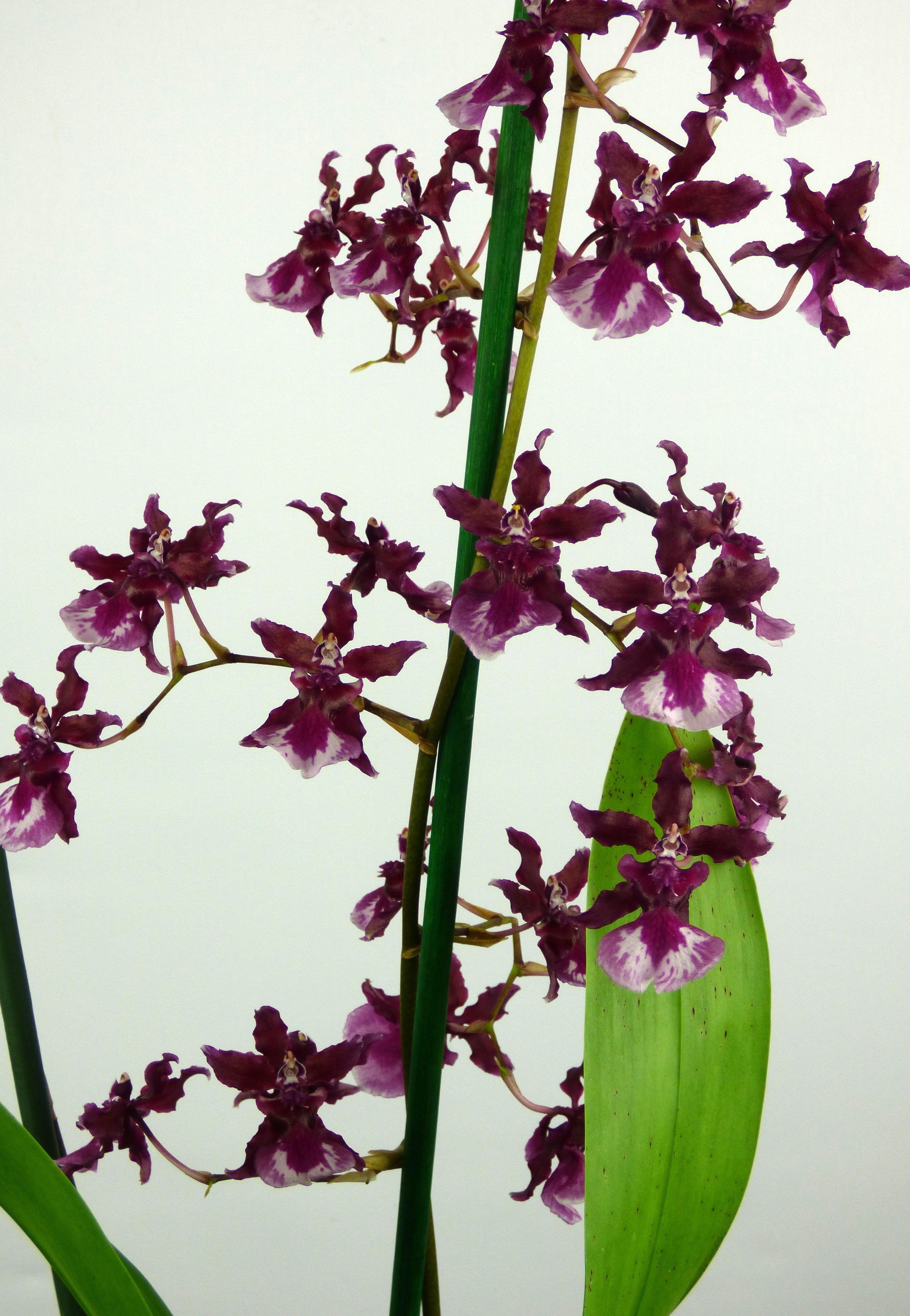 Oncidium Sharry Baby "Süßer Wohlgeruch" AM/AOS