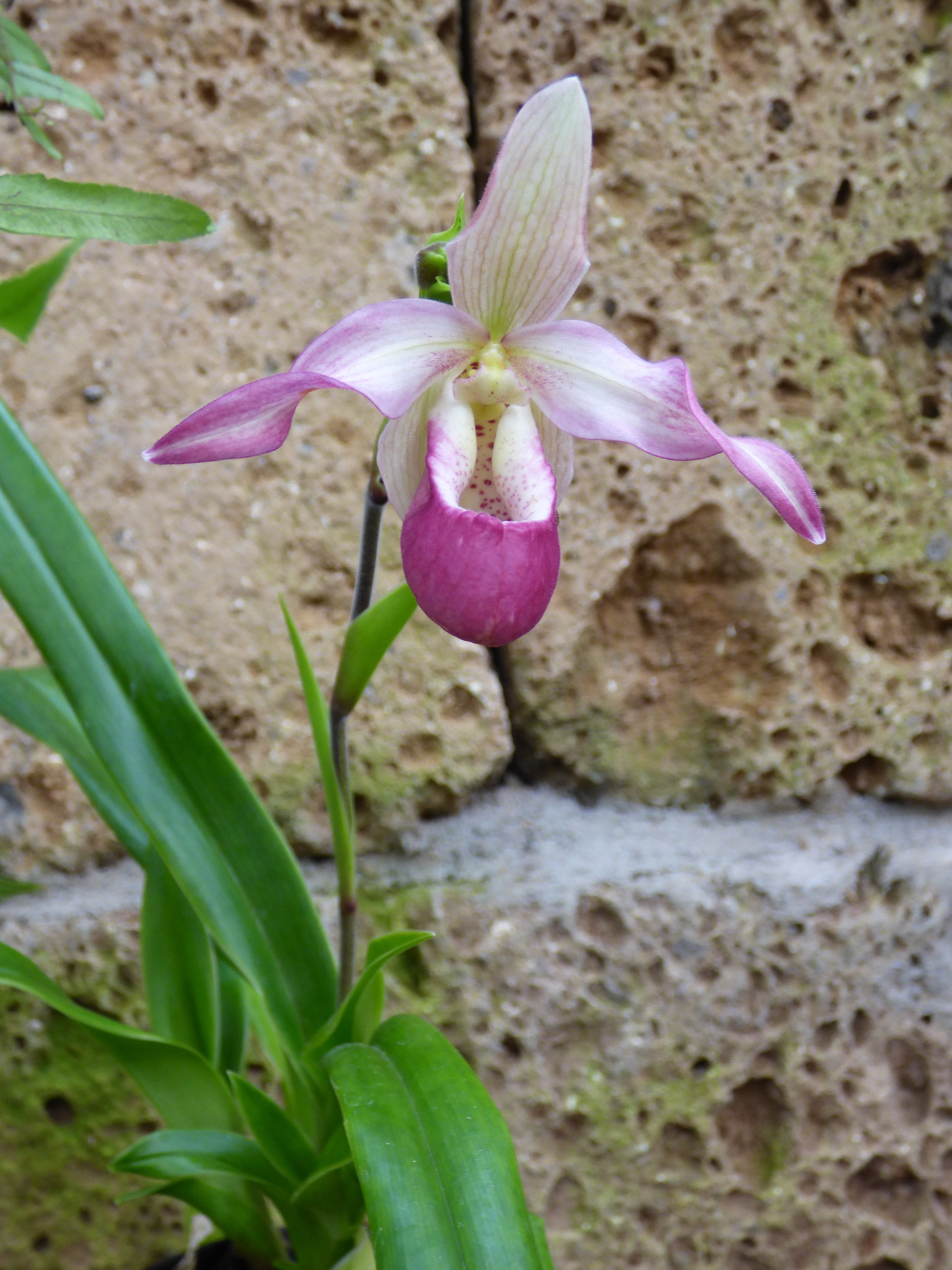 Phragmipedium sedenii ‘Big Plant’
