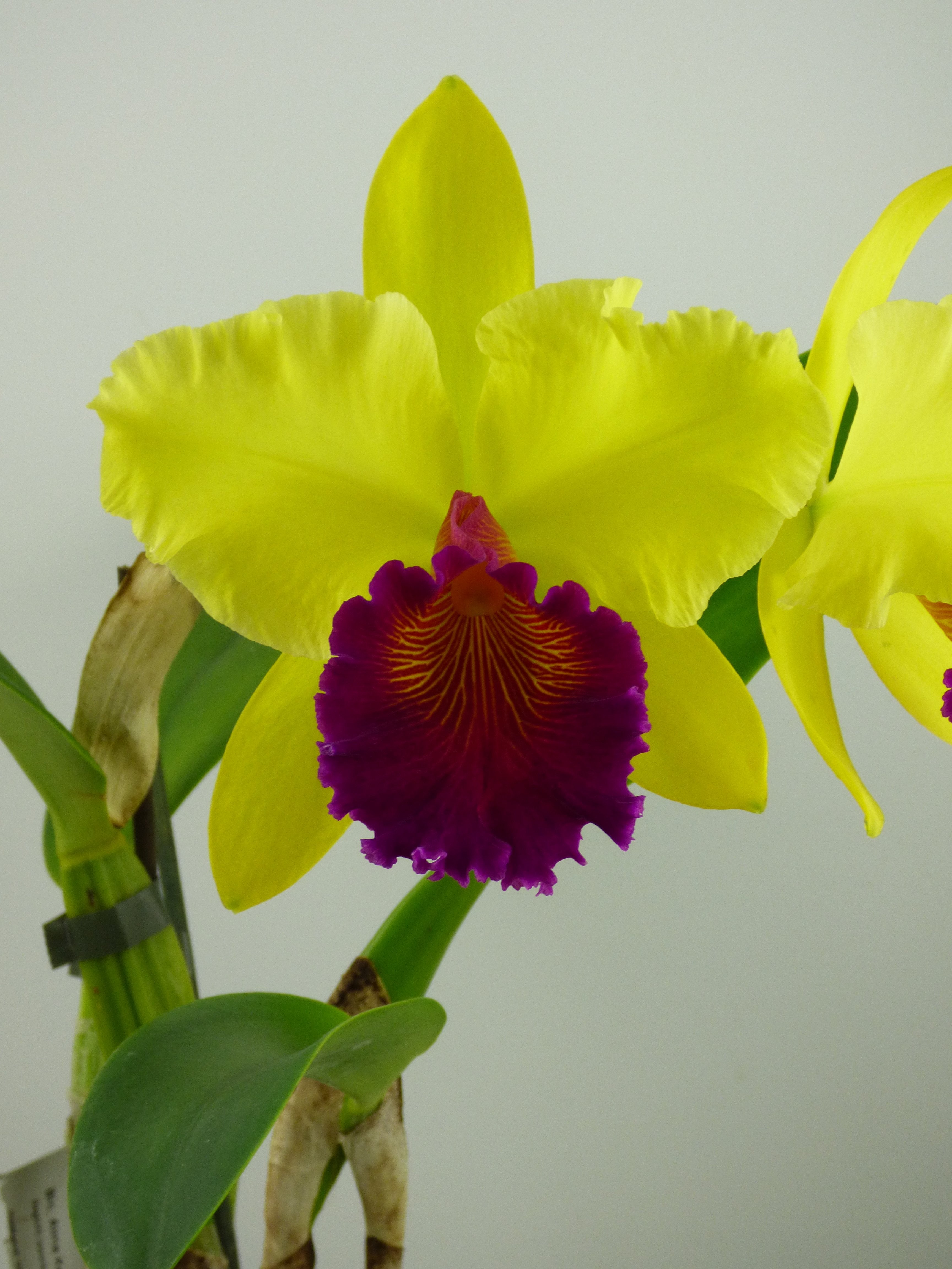 Blc. Alma Kee "Tipmalee" AM/AOS