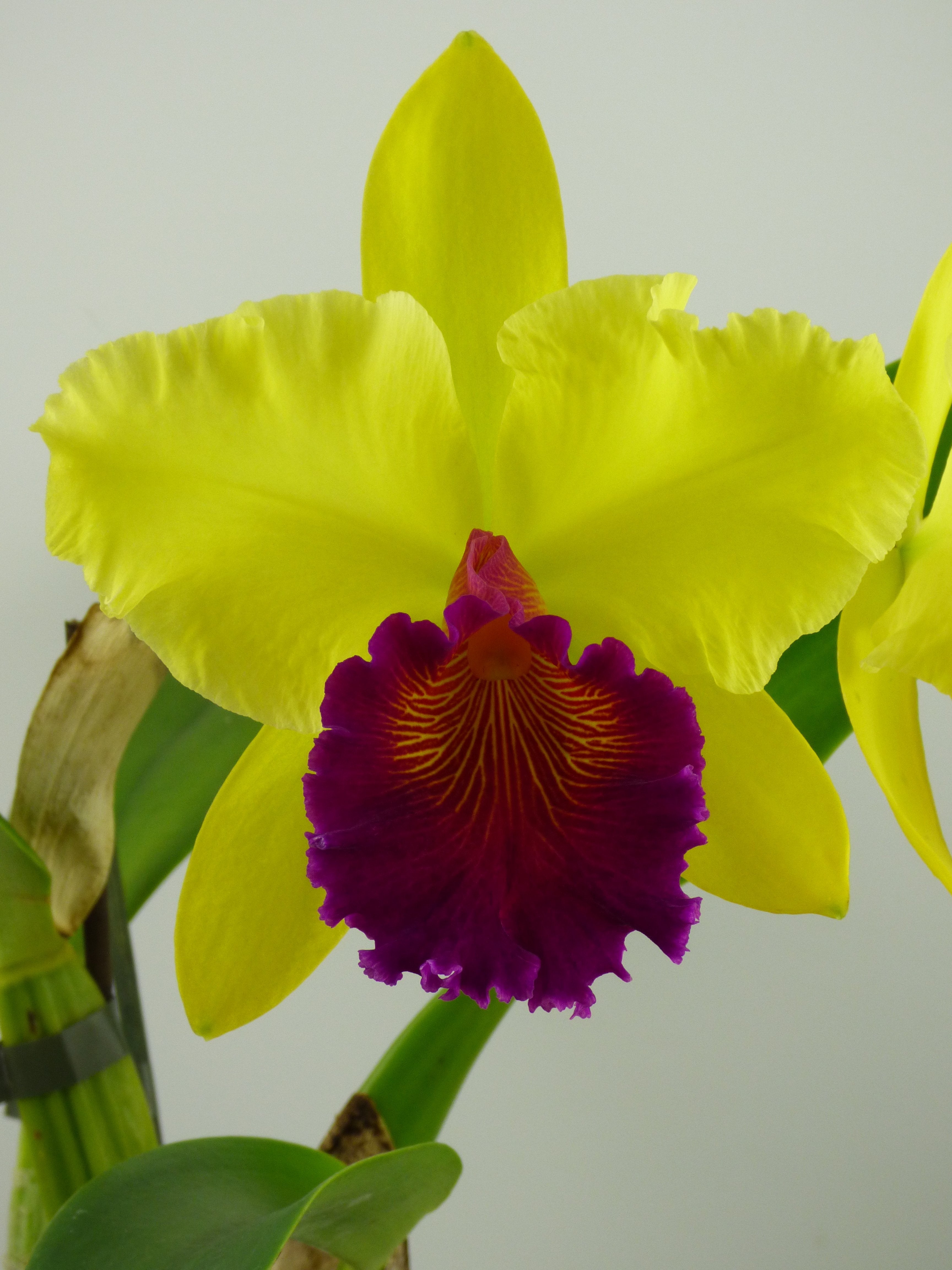 Blc. Alma Kee "Tipmalee" AM/AOS