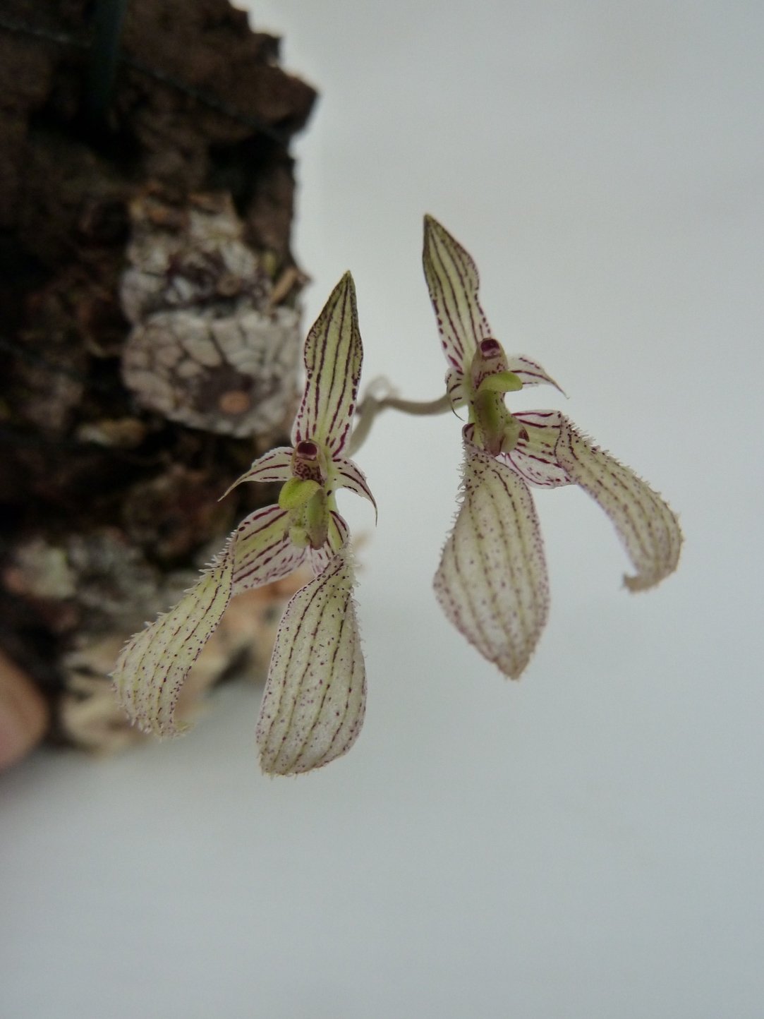 Bulbophyllum polliculosum