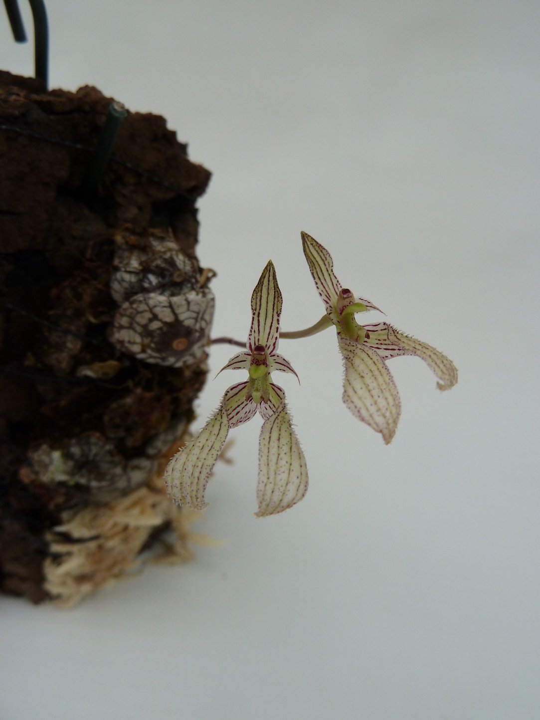 Bulbophyllum polliculosum