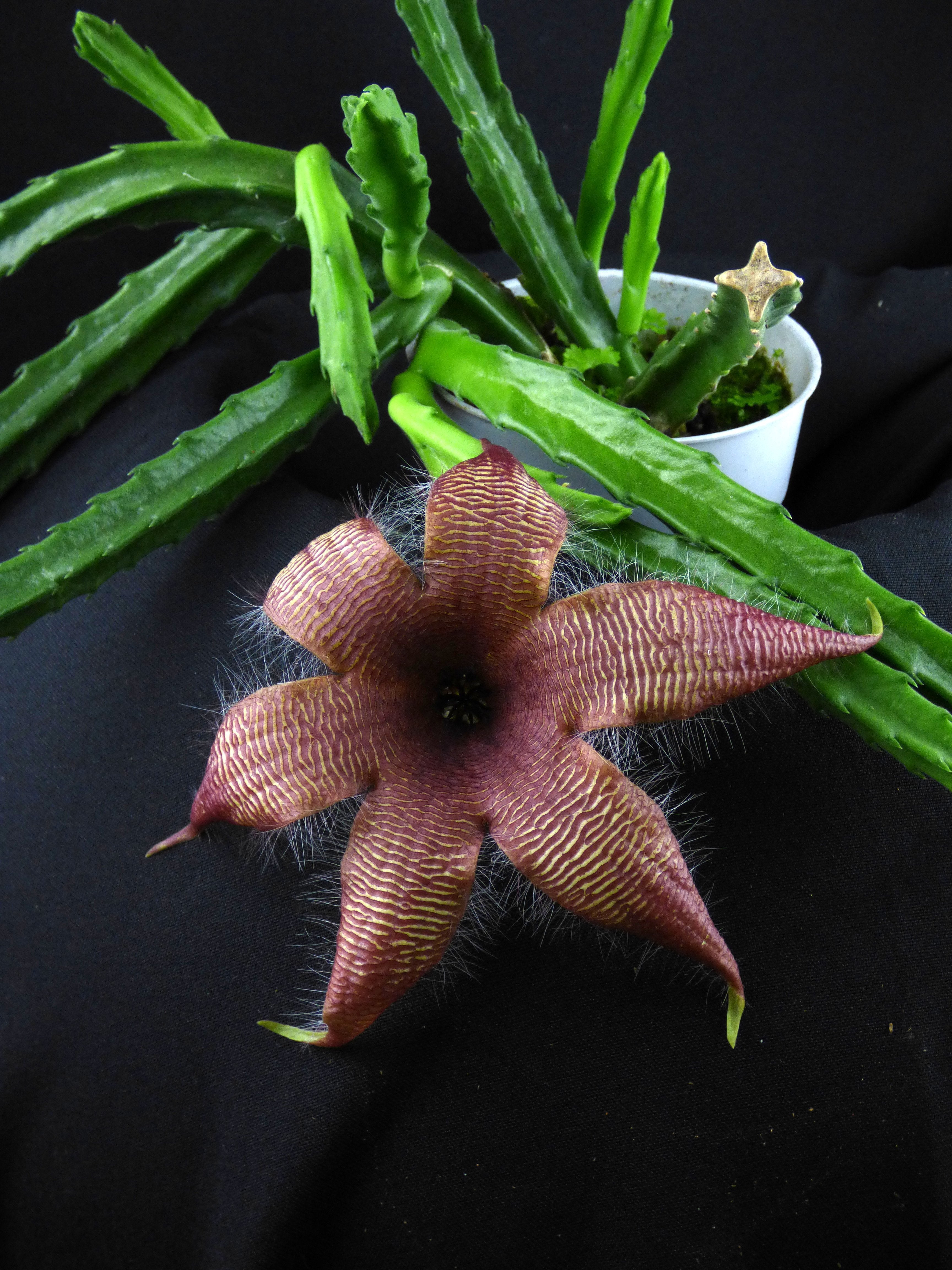Stapelia grandiflora "Groß"