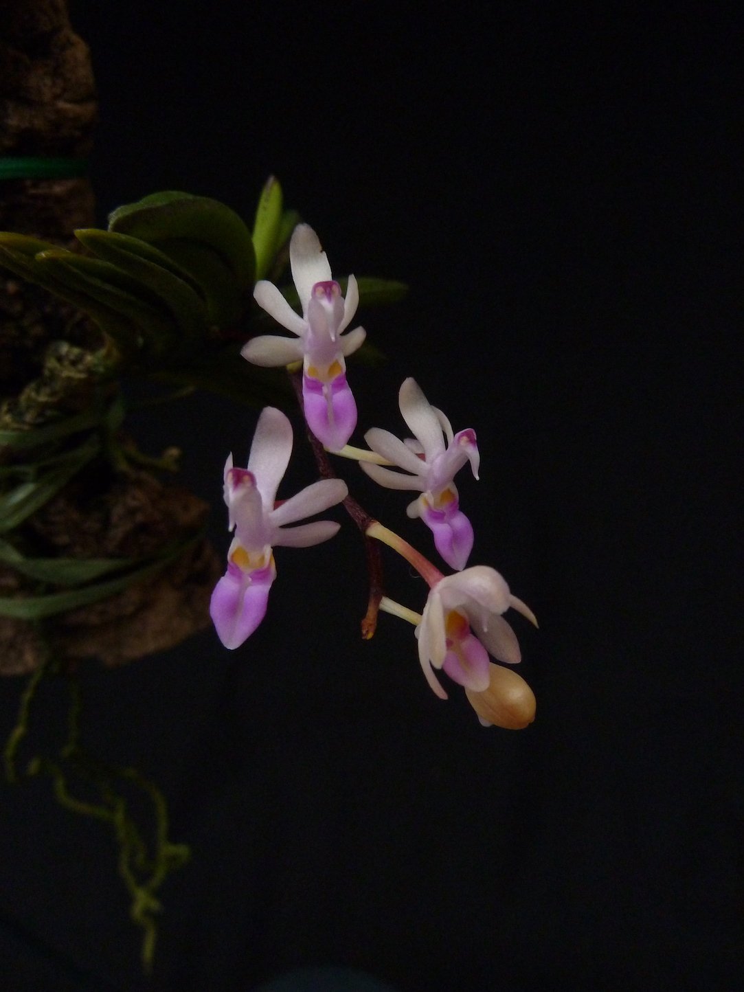 Stereochilus dalatensis