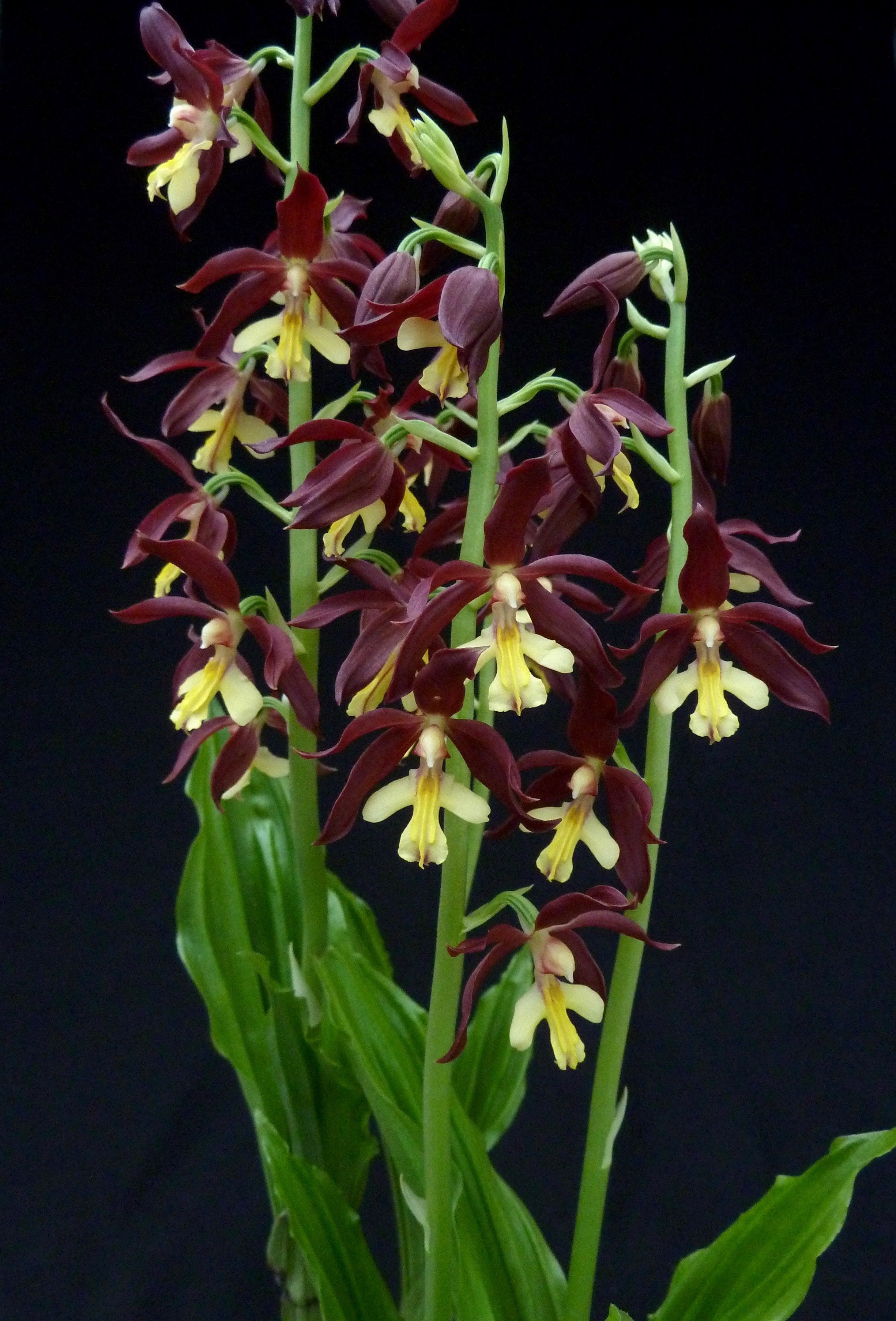 Calanthe Takane (sieboldii x discolor)