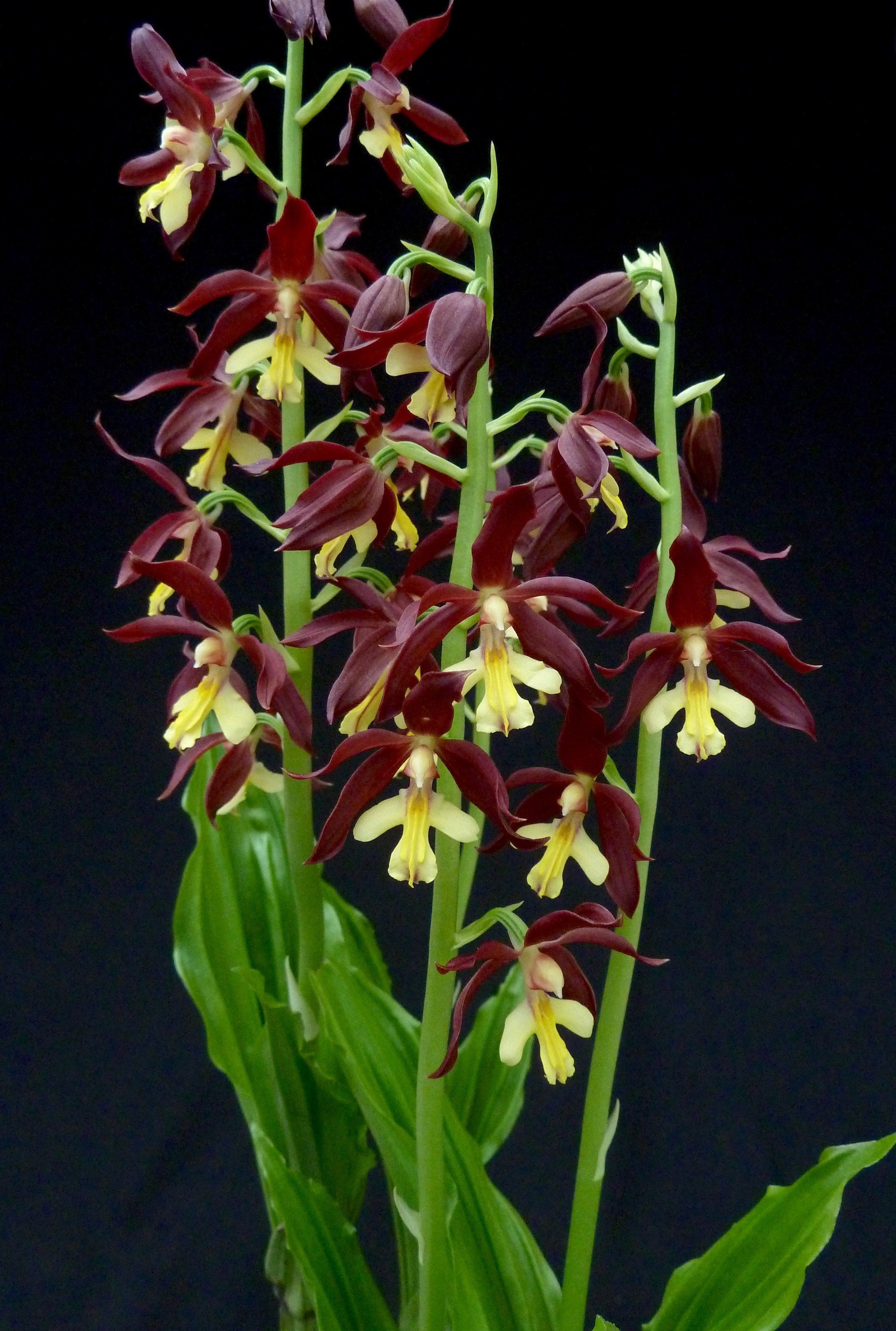 Calanthe Takane (sieboldii x discolor)