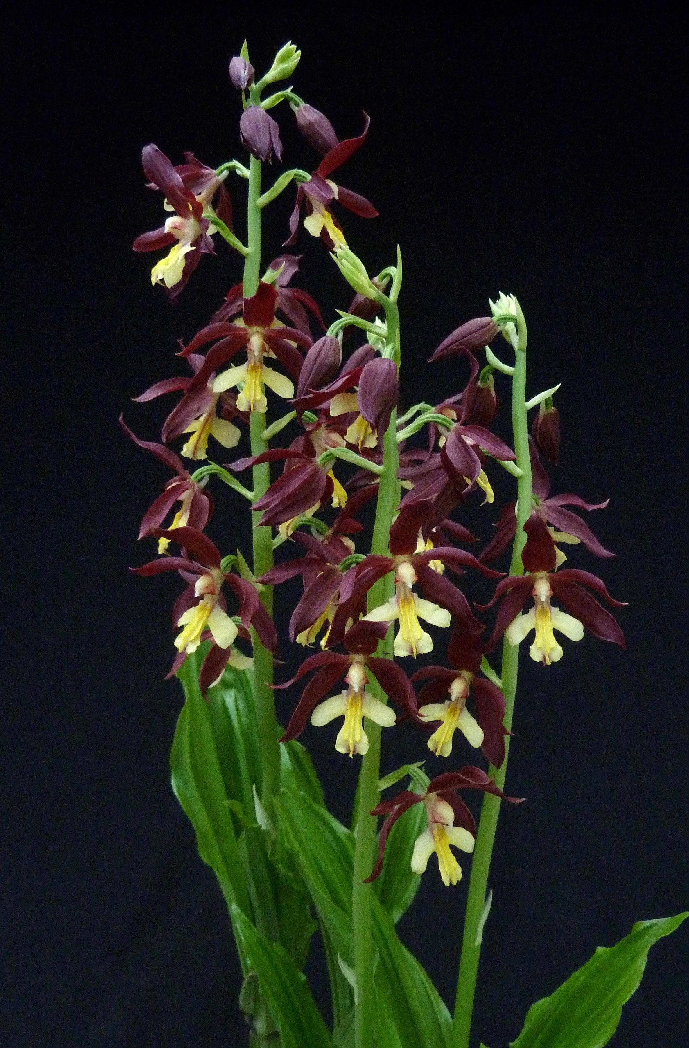 Calanthe Takane (sieboldii x discolor)