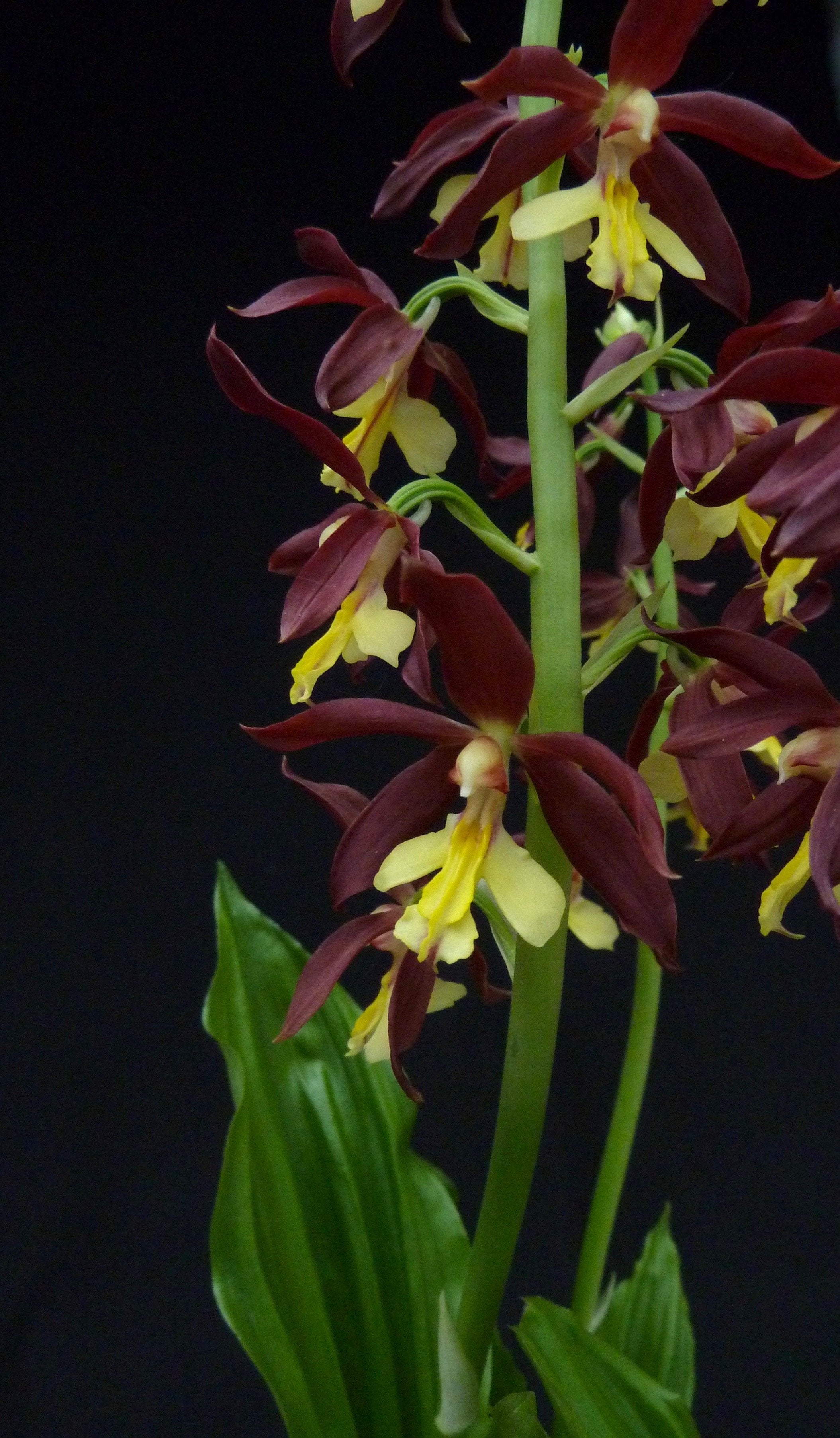 Calanthe Takane (sieboldii x discolor)