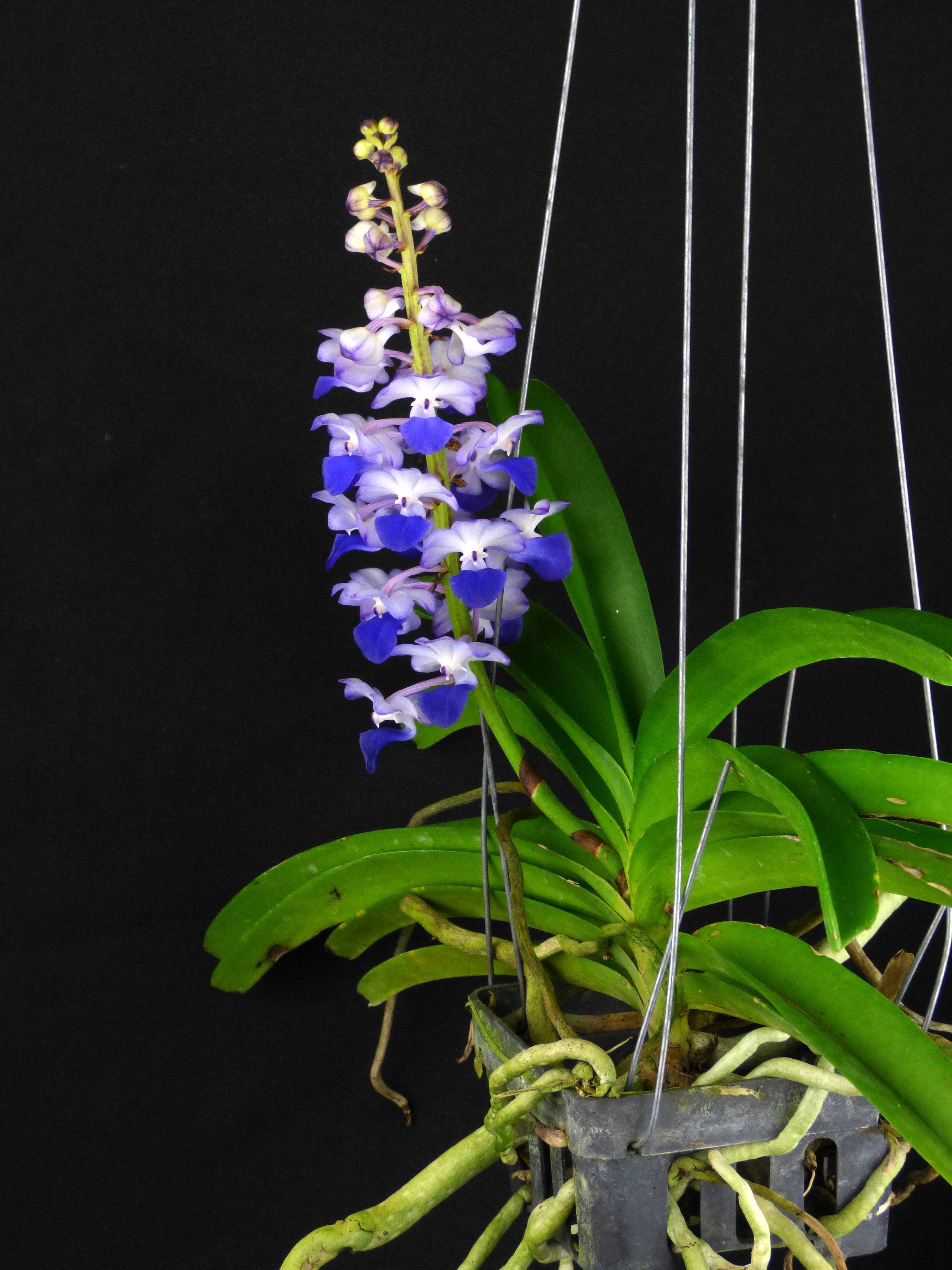 Rhynchostylis coelestis "Blue"
