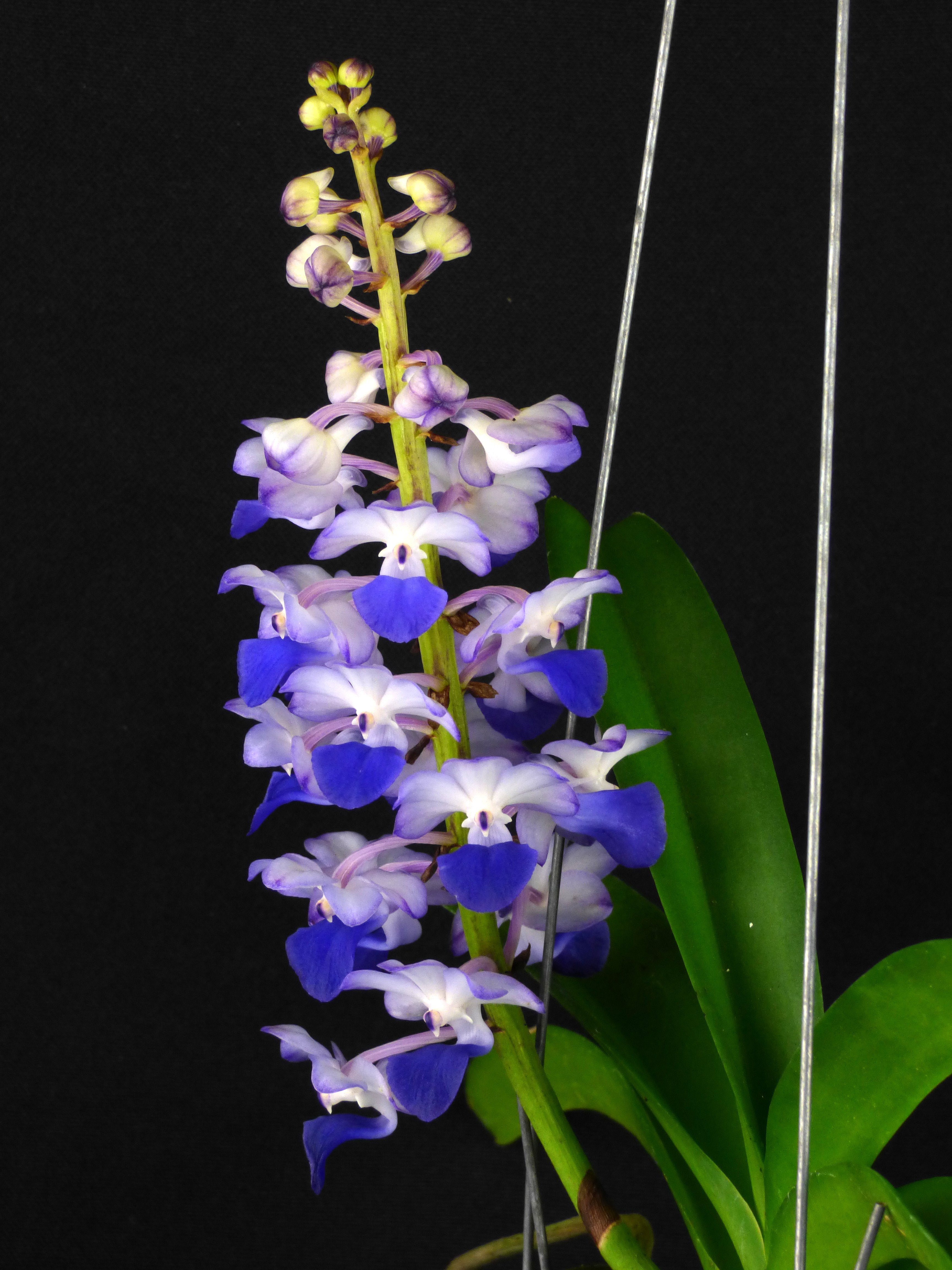 Rhynchostylis coelestis "Blue"