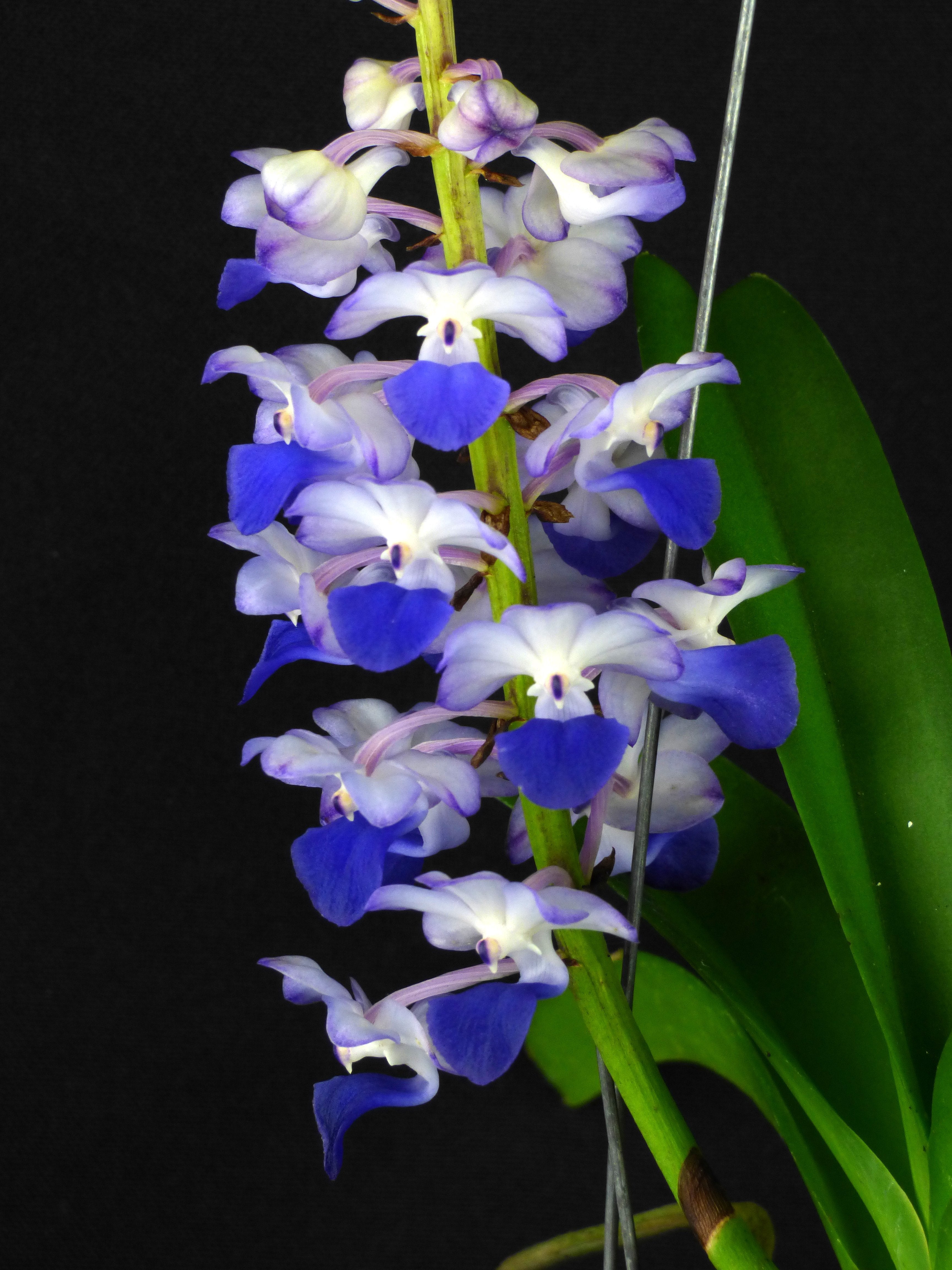 Rhynchostylis coelestis "Blue" "Big XXXL"