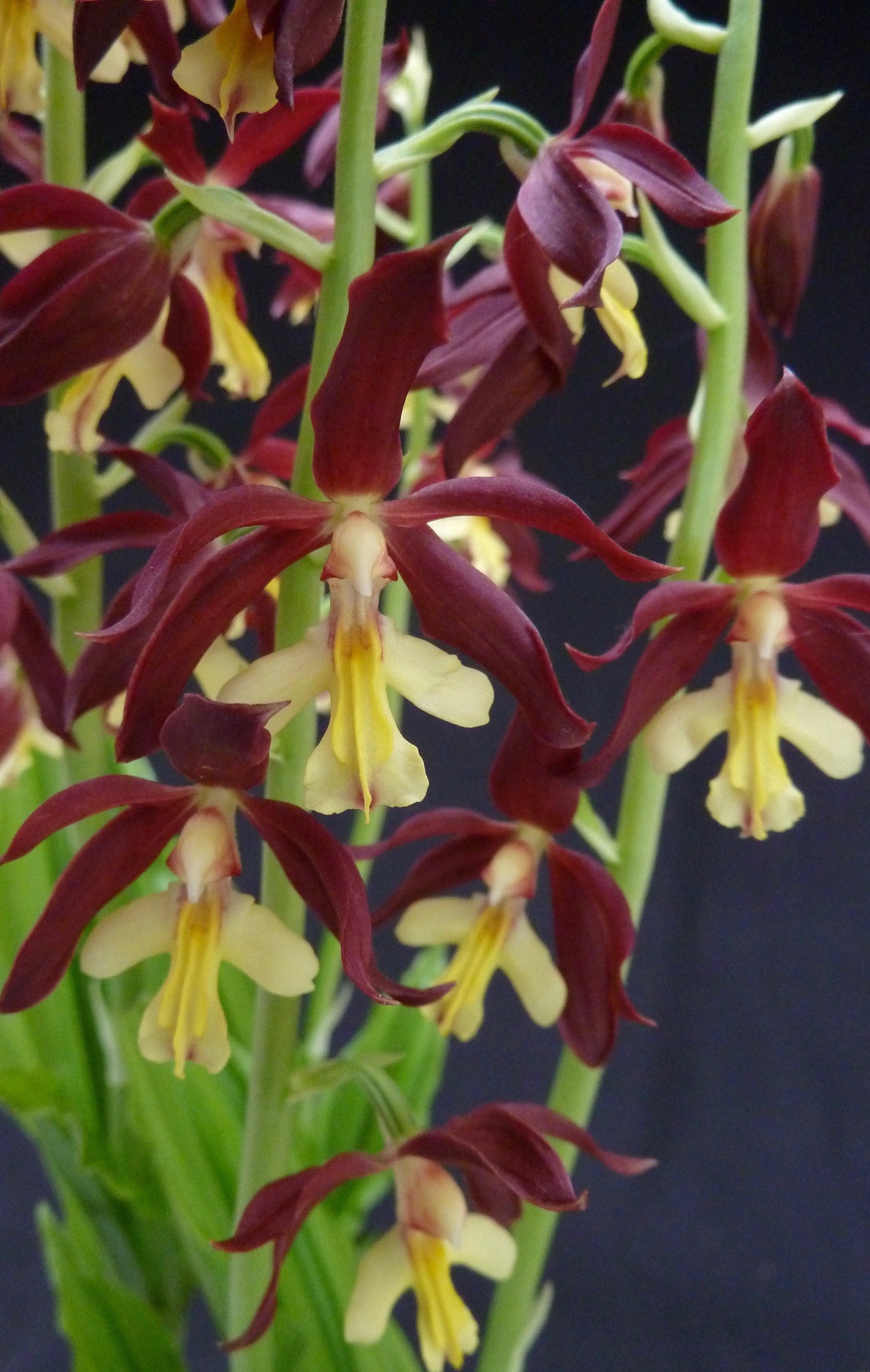 Calanthe Takane (sieboldii x discolor)