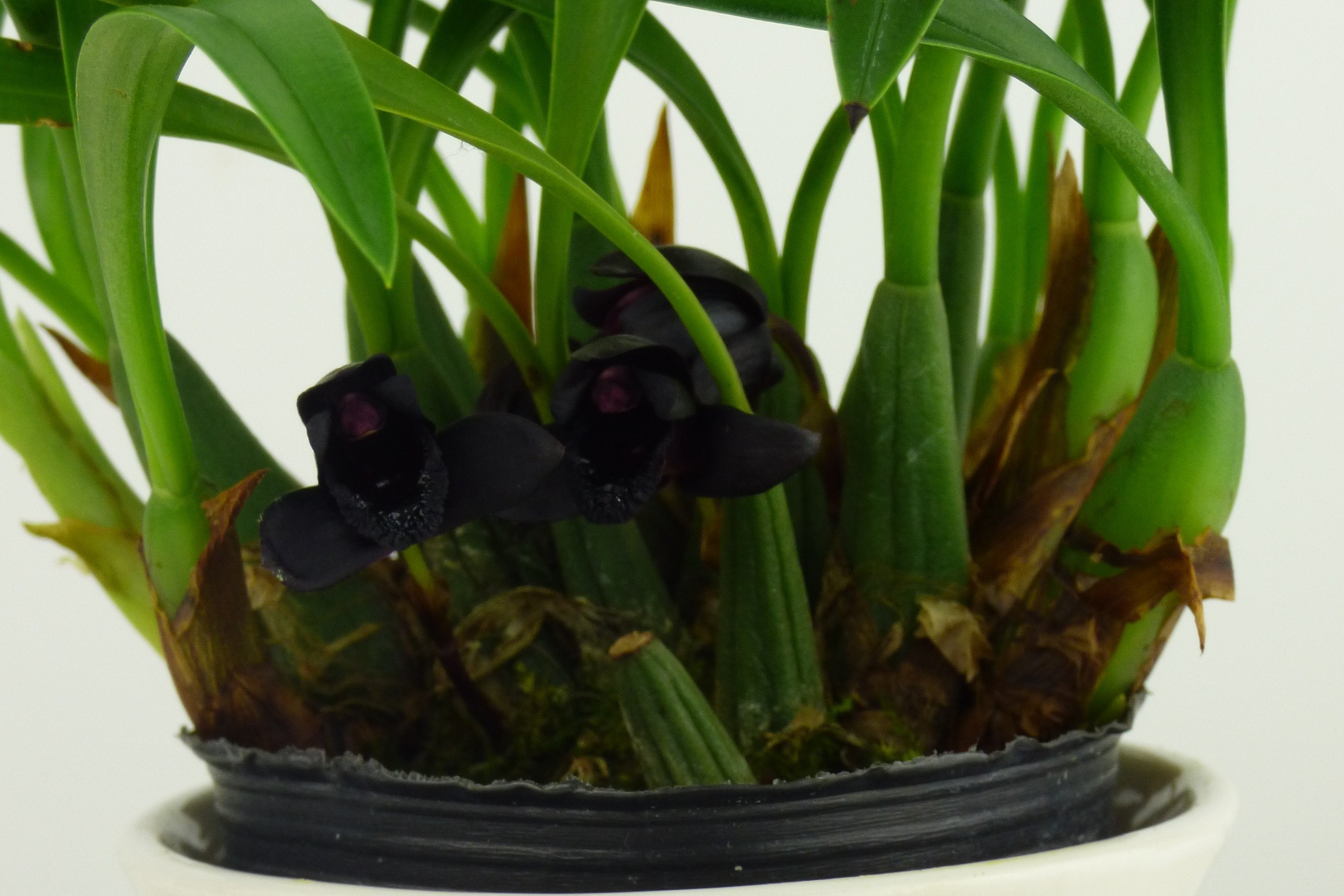 Maxillaria schunkeana "Big"
