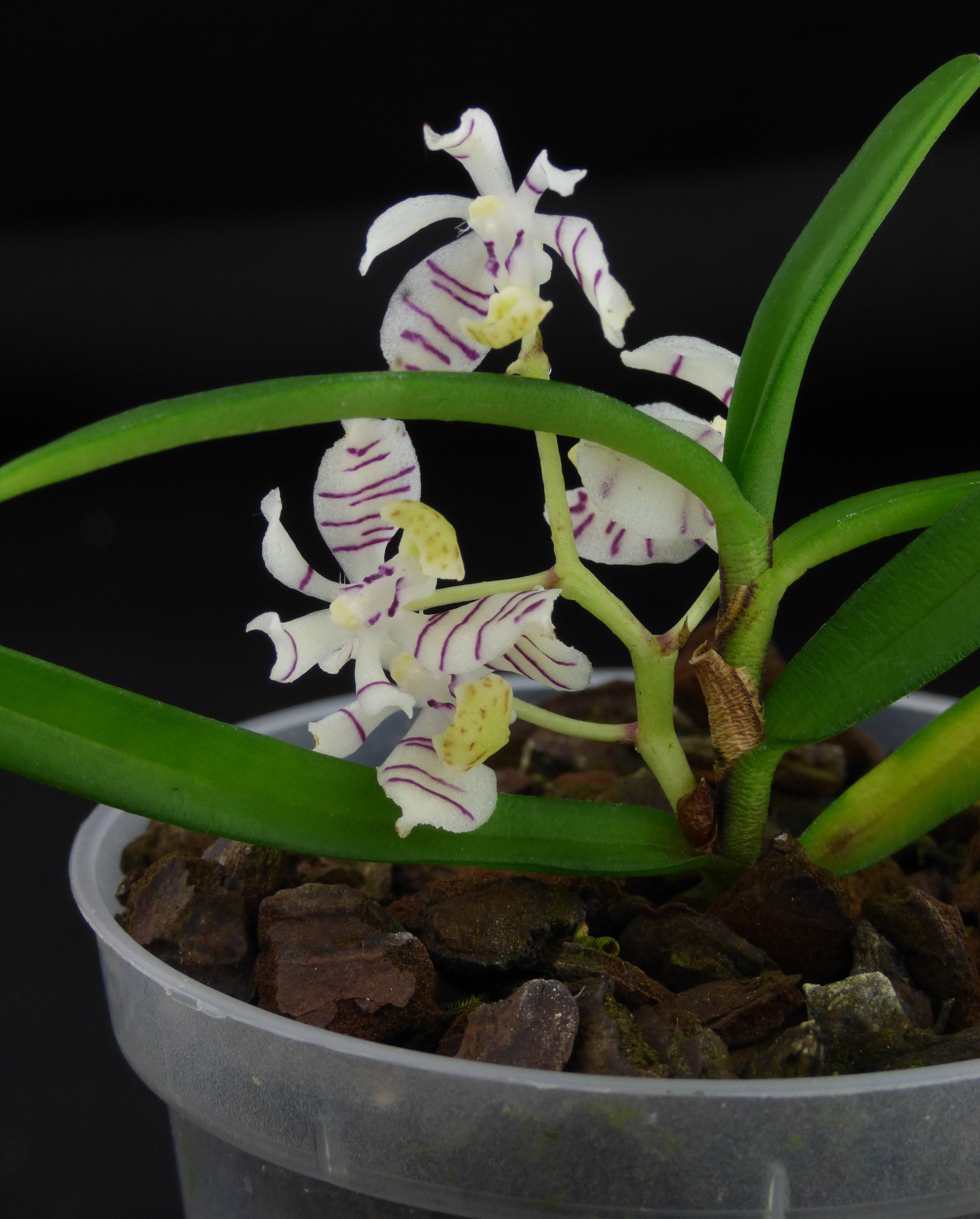 Trichoglottis putida (pusilla)
