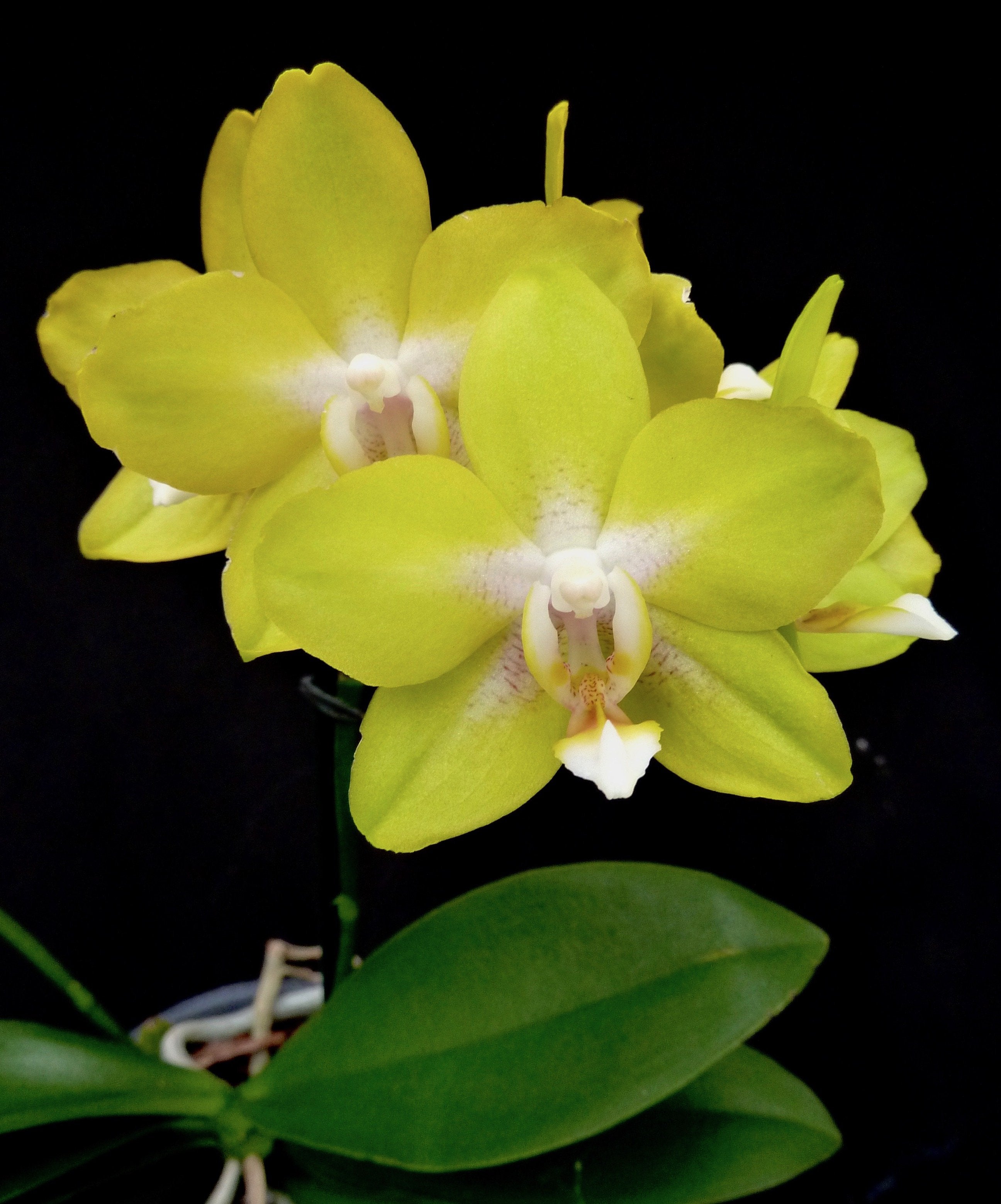 Phalaenopsis Drachengold "24K" (P. Taipeh-Gold x P. amboinensis)