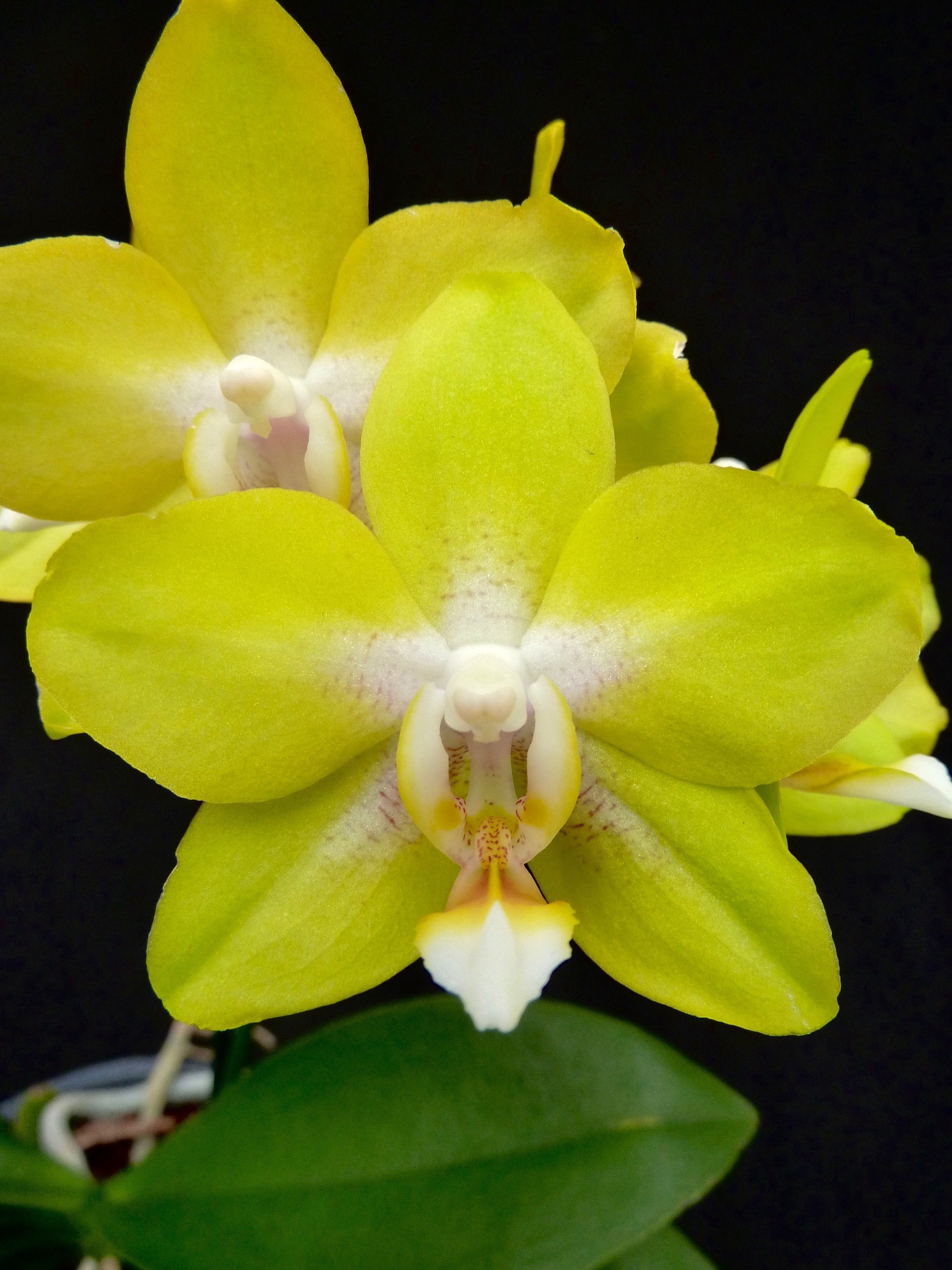 Phalaenopsis Dragon's Gold "24K" (P. Taipei Gold x P. amboinensis)