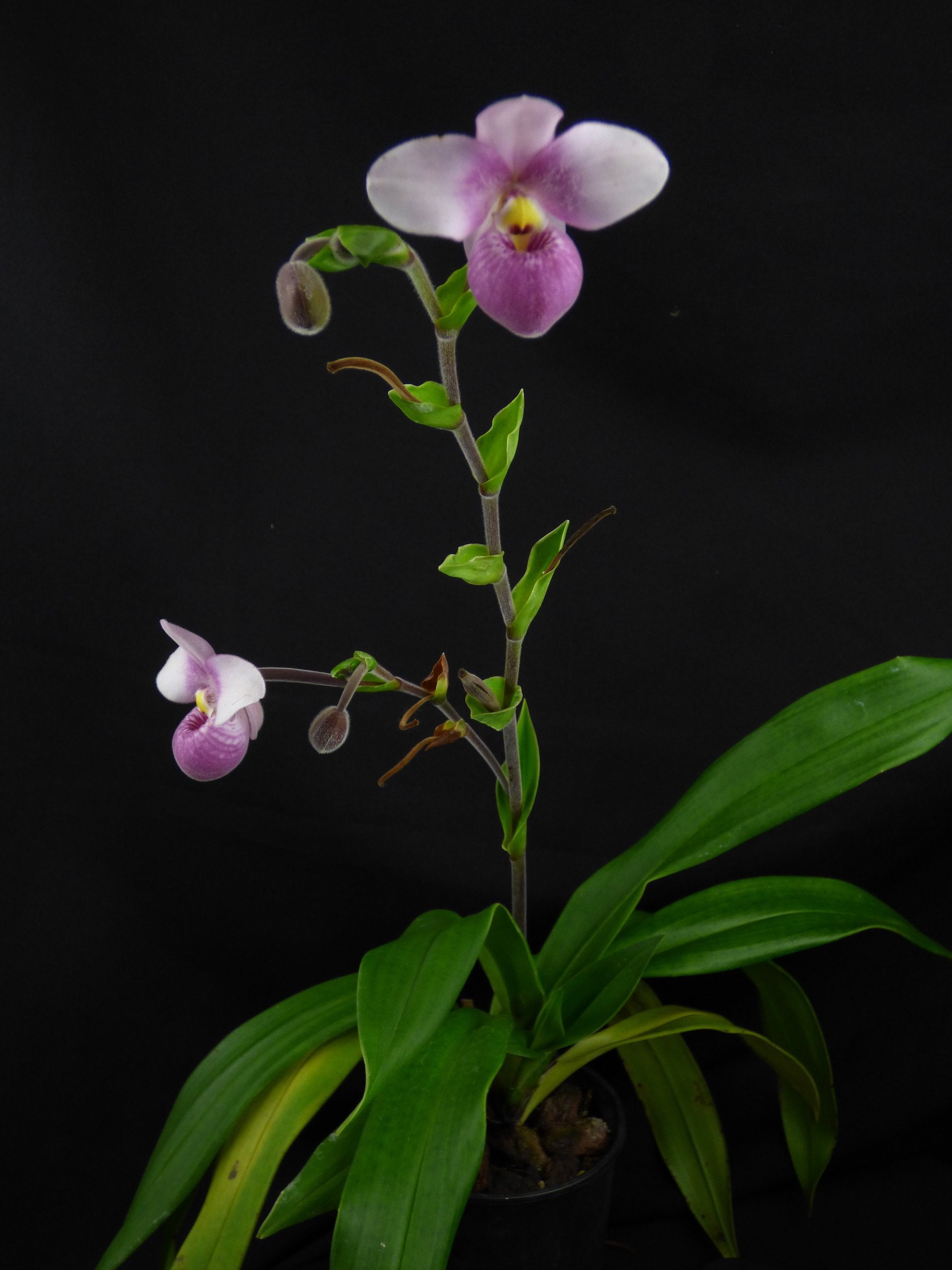 Phragmipedium schlimii