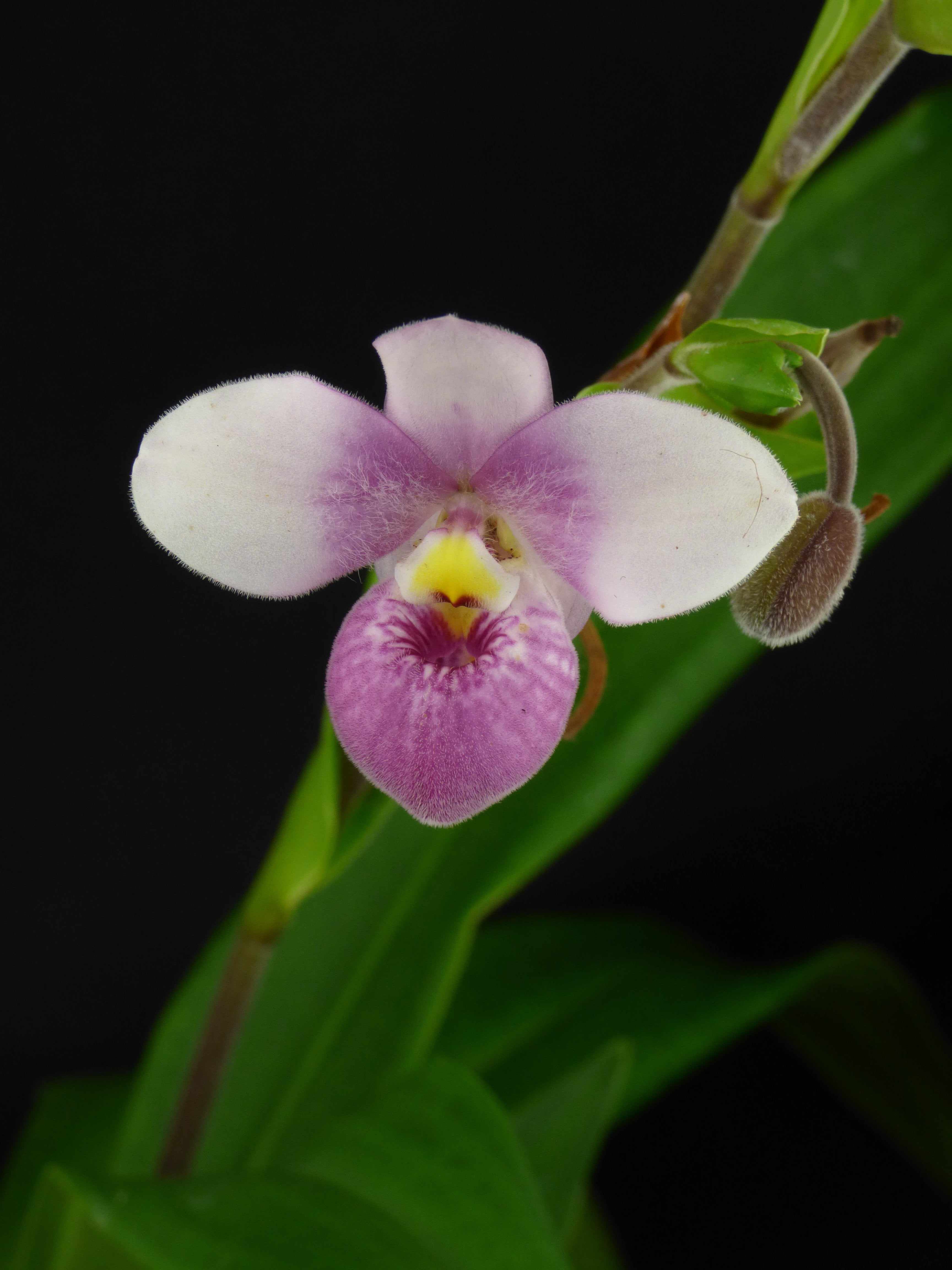 Phragmipedium schlimii