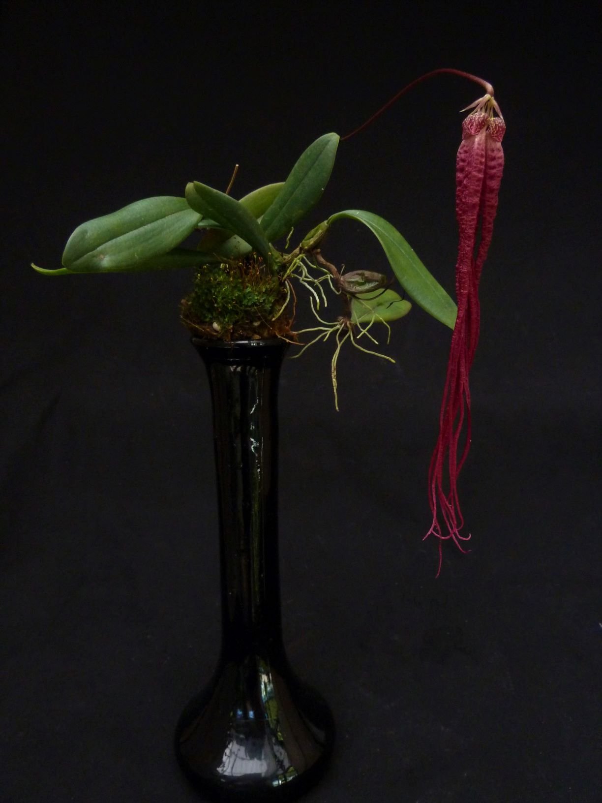 Bulbophyllum habrotinum