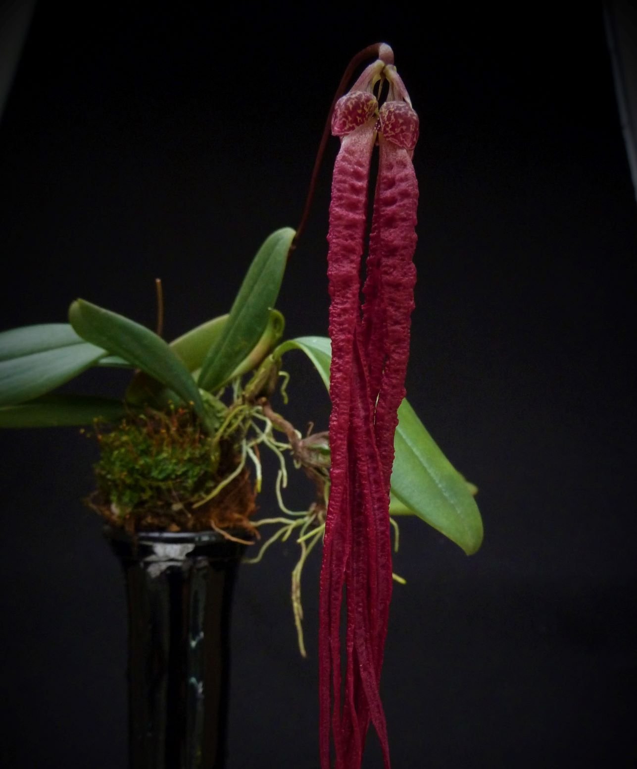 Bulbophyllum habrotinum